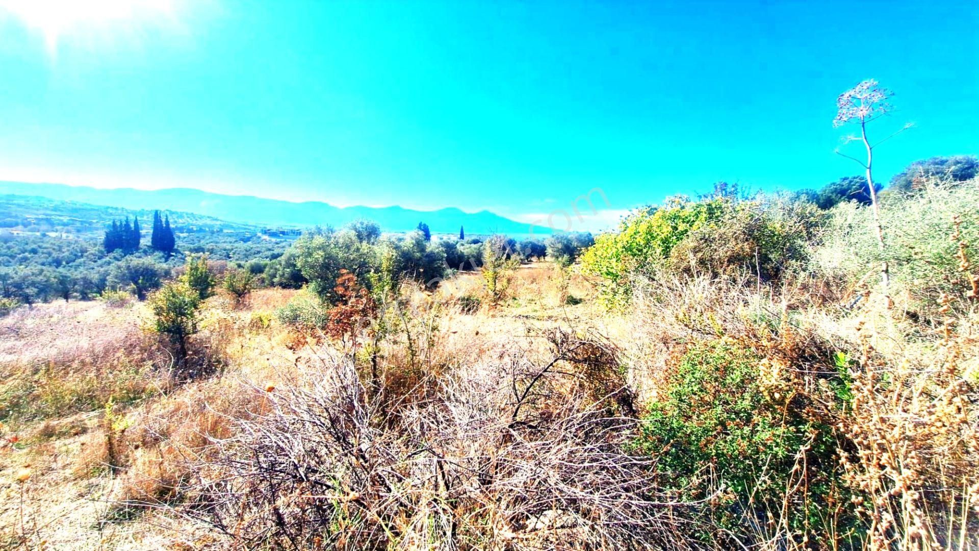 Kuşadası Avm Karşısında Yatırıma Uygun Satılık Zeytinlik - Görsel 4