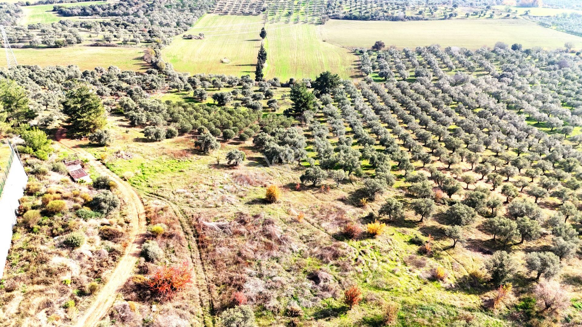 Kuşadası Avm Karşısında Yatırıma Uygun Satılık Zeytinlik
