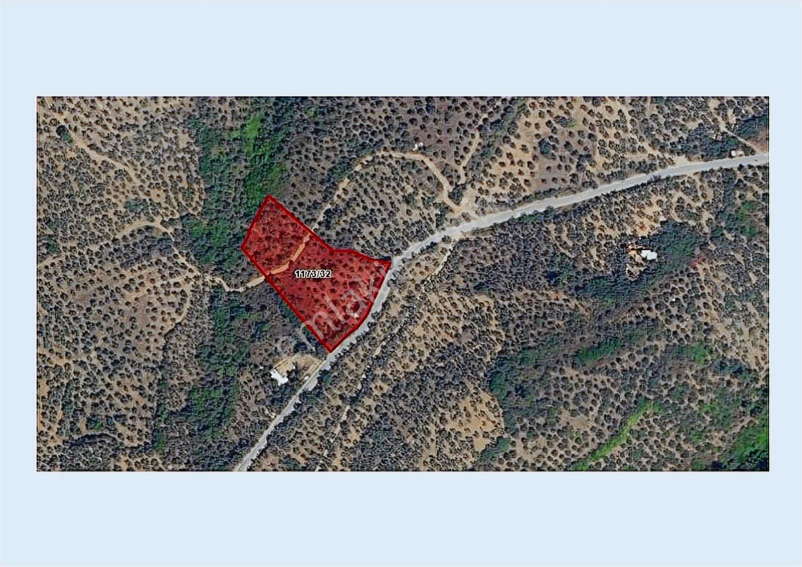 Halitpaşa Da Yola Cephe Full Deniz Manzaralı Zeytinlik - Görsel 8