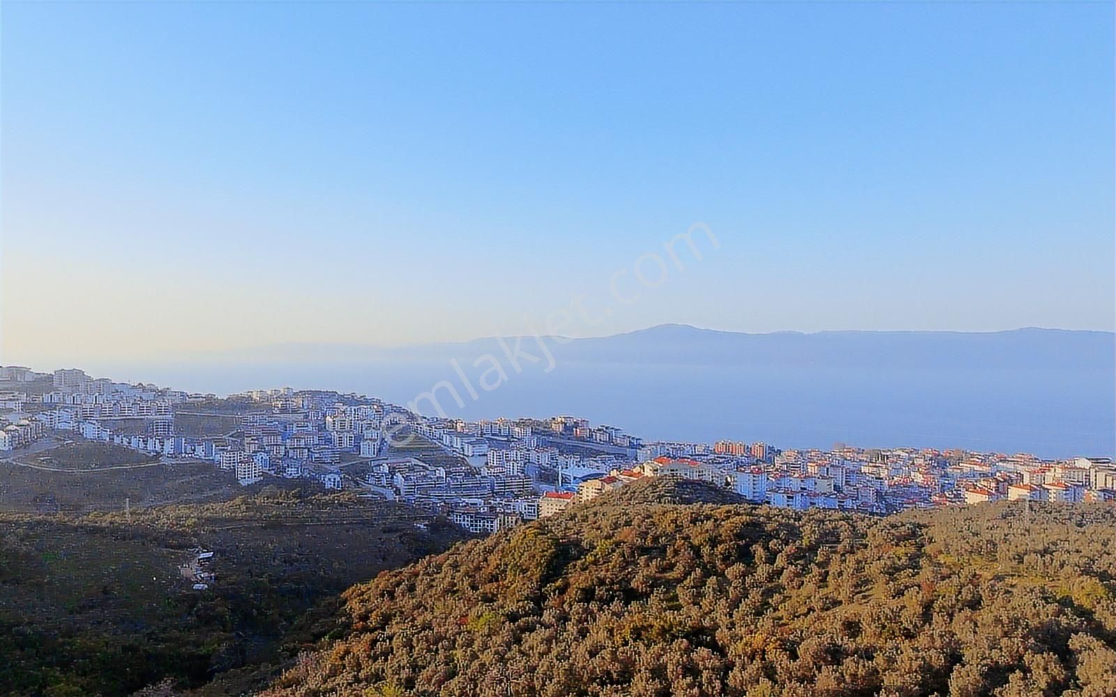Halitpaşa Da Yola Cephe Full Deniz Manzaralı Zeytinlik - Görsel 10