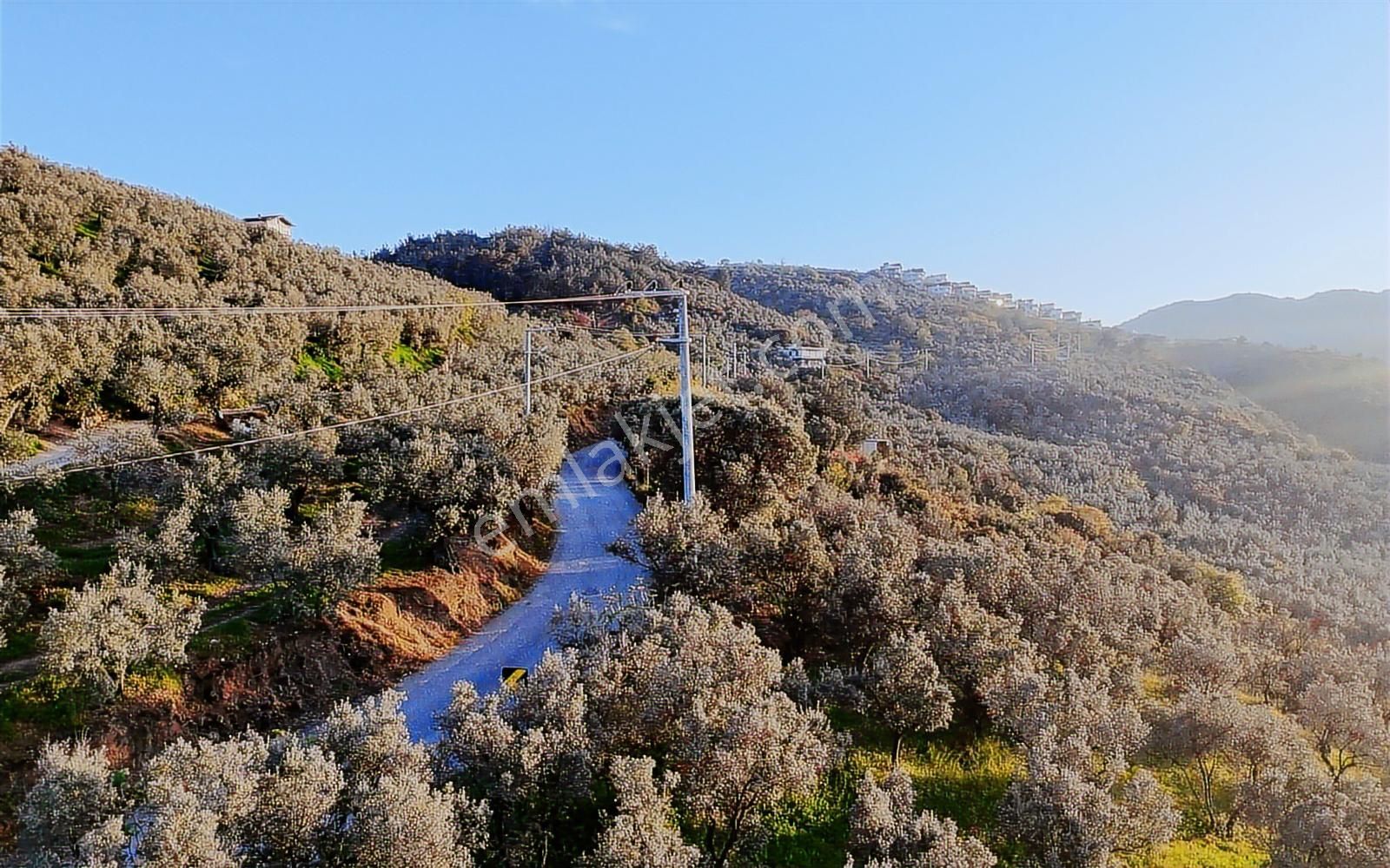 Halitpaşa Da Yola Cephe Full Deniz Manzaralı Zeytinlik - Görsel 5