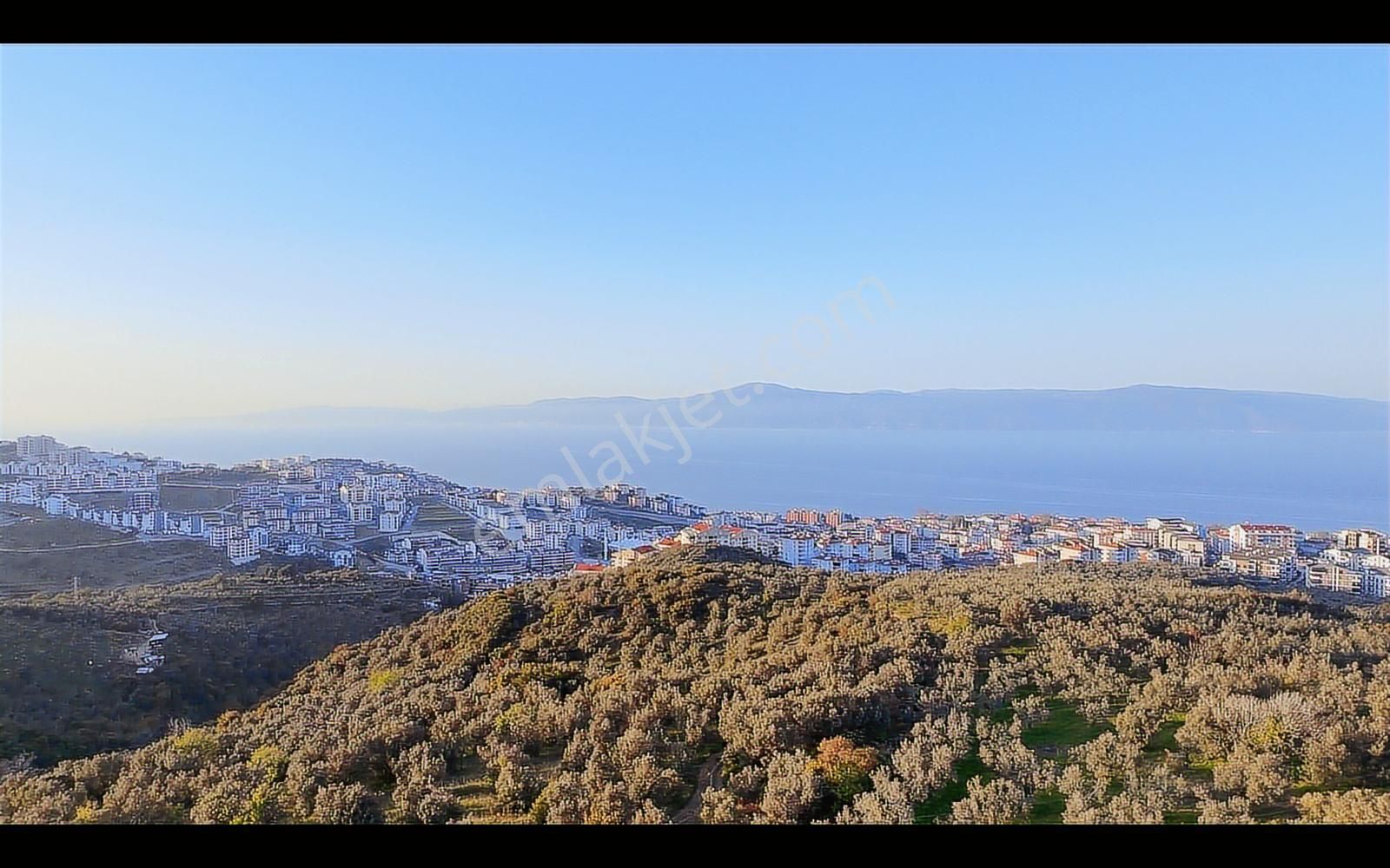 Halitpaşa Da Yola Cephe Full Deniz Manzaralı Zeytinlik - Görsel 3