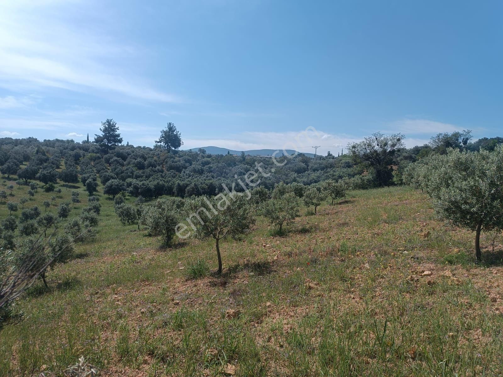 Aydın Karacasu Merkeze11km Satılık Zeytinlik 27dönüm Satılık