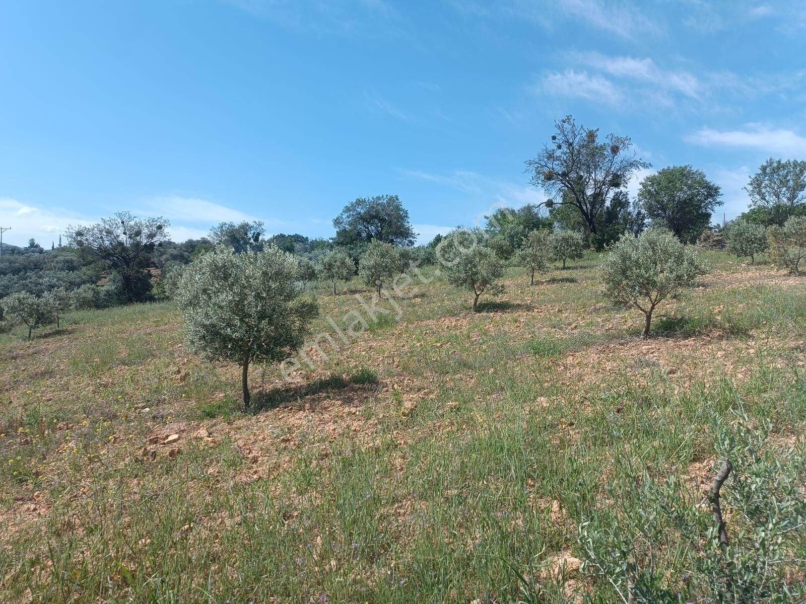 Aydın Karacasu Merkeze11km Satılık Zeytinlik 27dönüm Satılık - Görsel 6