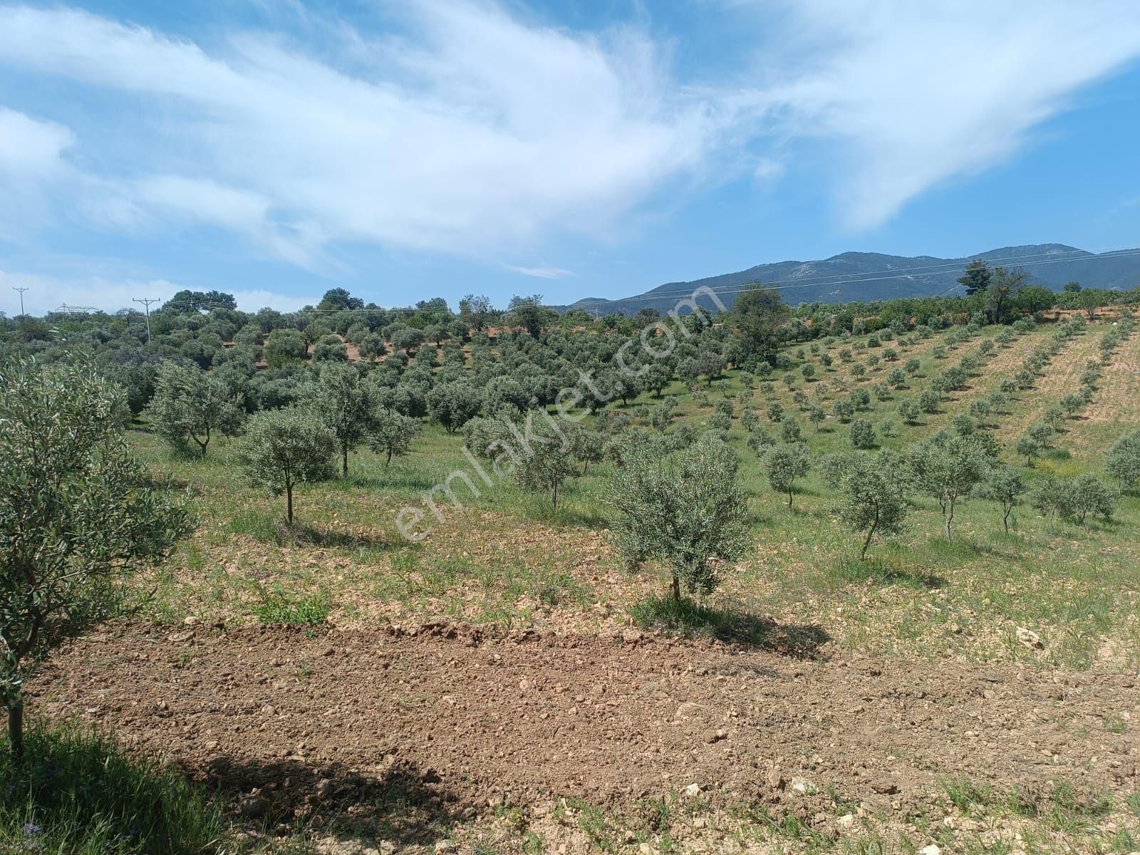 Aydın Karacasu Merkeze11km Satılık Zeytinlik 27dönüm Satılık - Görsel 8