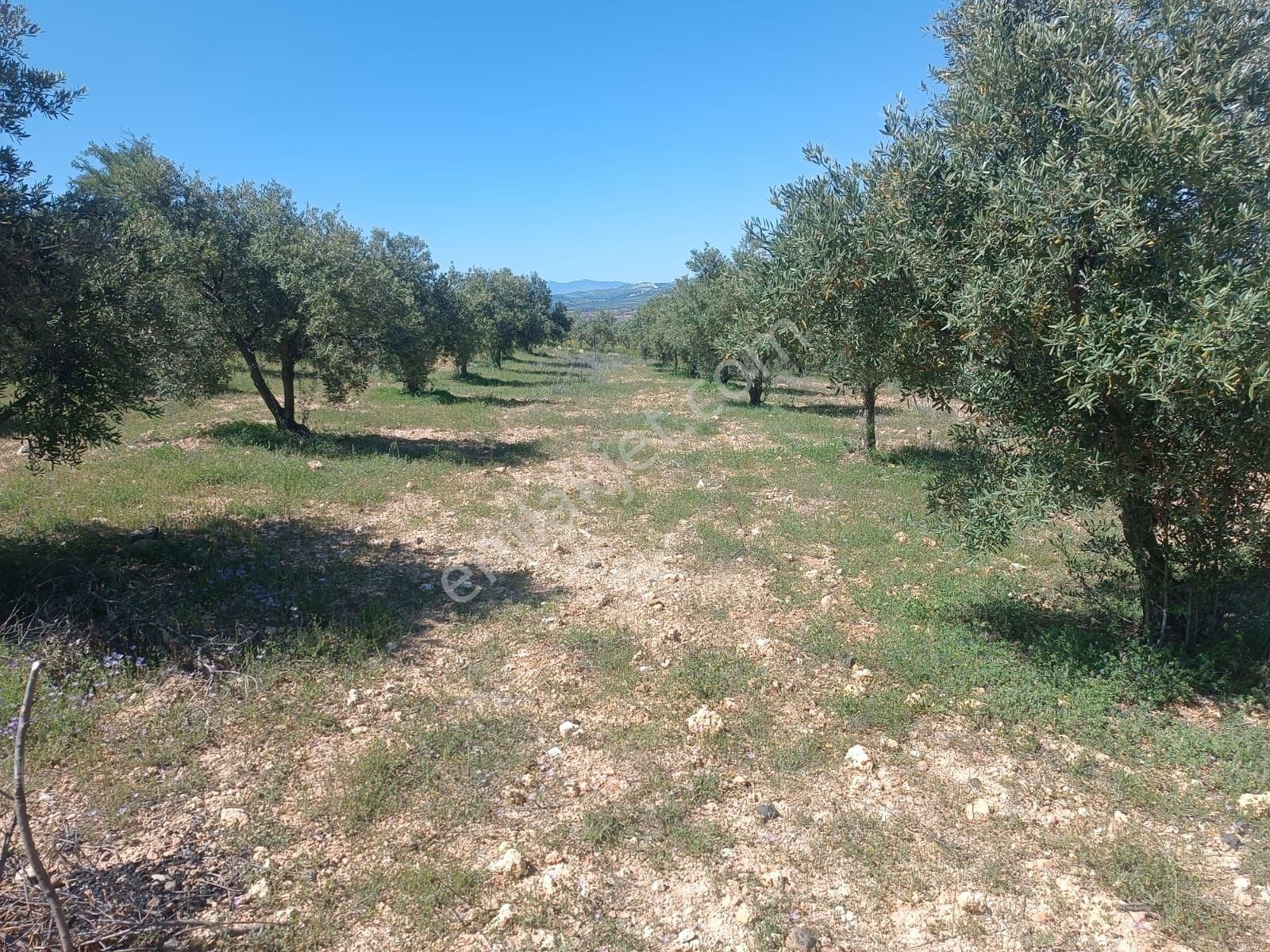 Aydın Karacasu Merkeze11km Satılık Zeytinlik 27dönüm Satılık - Görsel 19