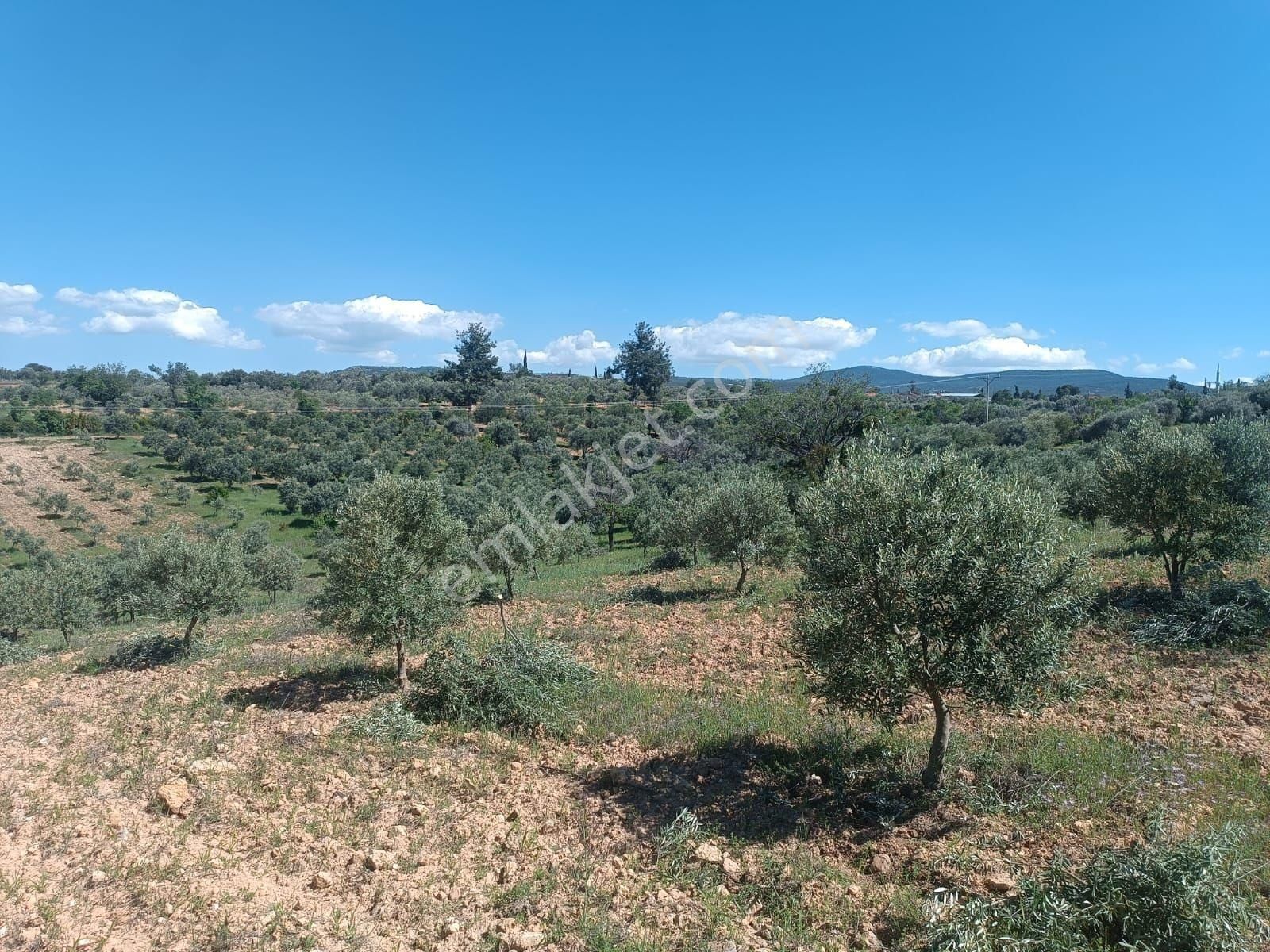 Aydın Karacasu Merkeze11km Satılık Zeytinlik 27dönüm Satılık - Görsel 16