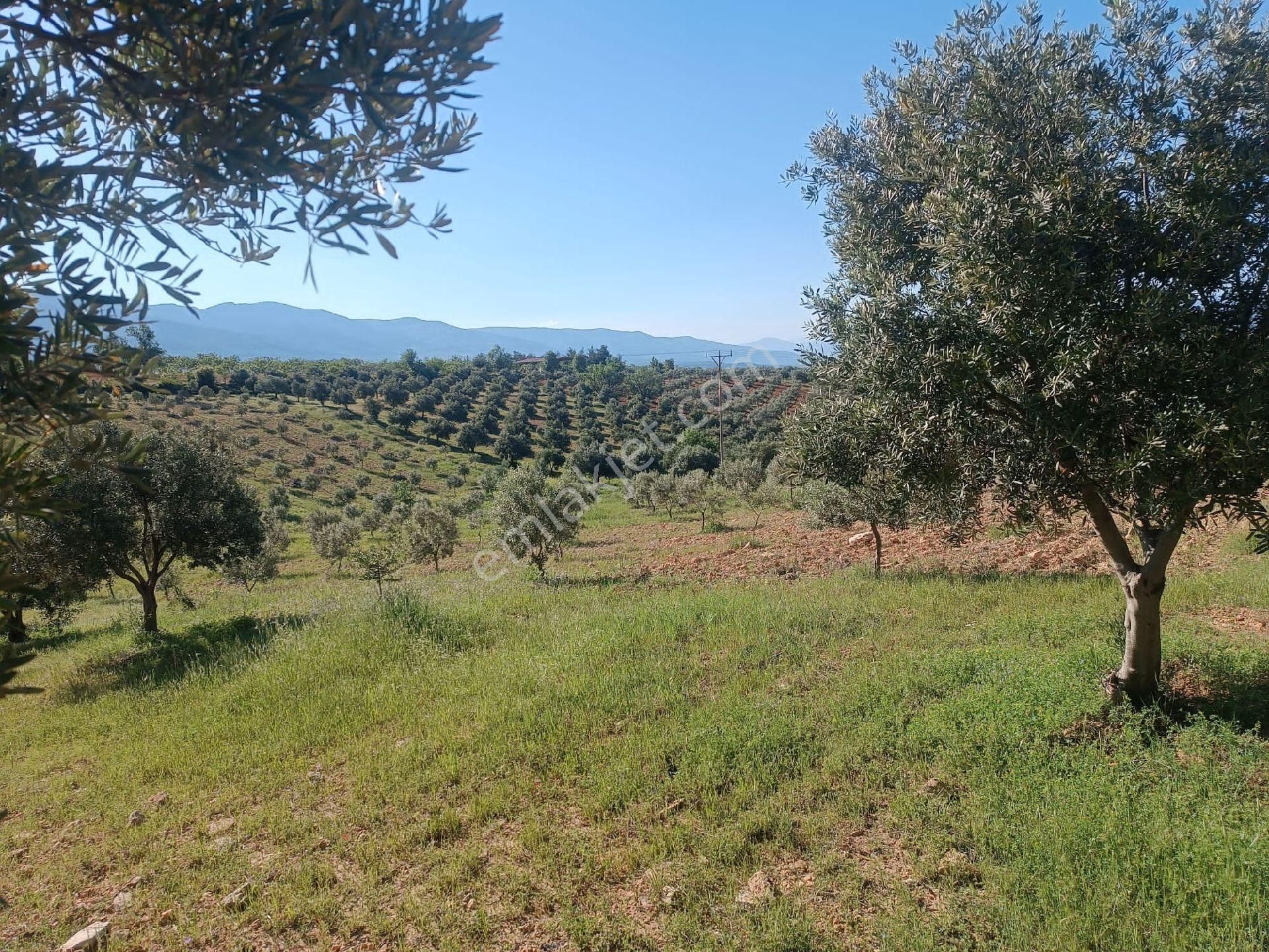Aydın Karacasu Merkeze11km Satılık Zeytinlik 27dönüm Satılık - Görsel 14