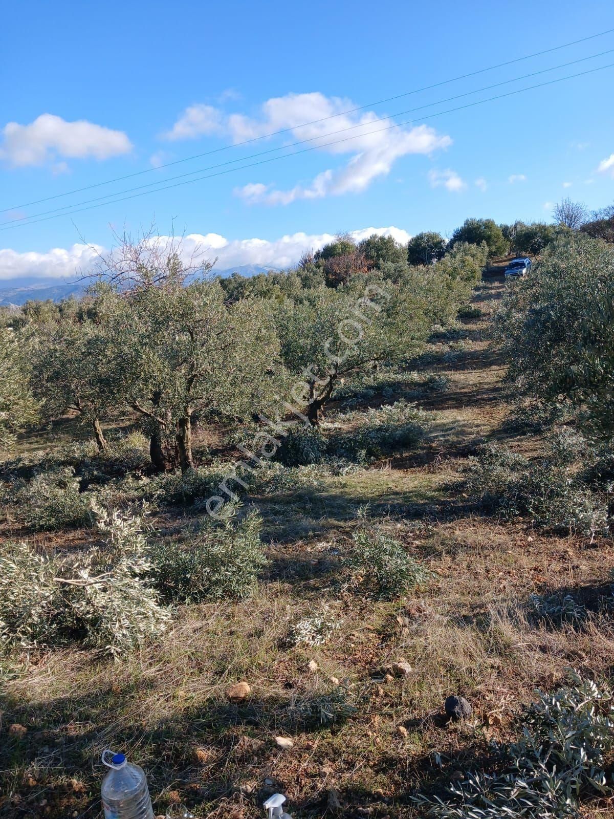 Aydın Karacasu Merkeze11km Satılık Zeytinlik 27dönüm Satılık - Görsel 11