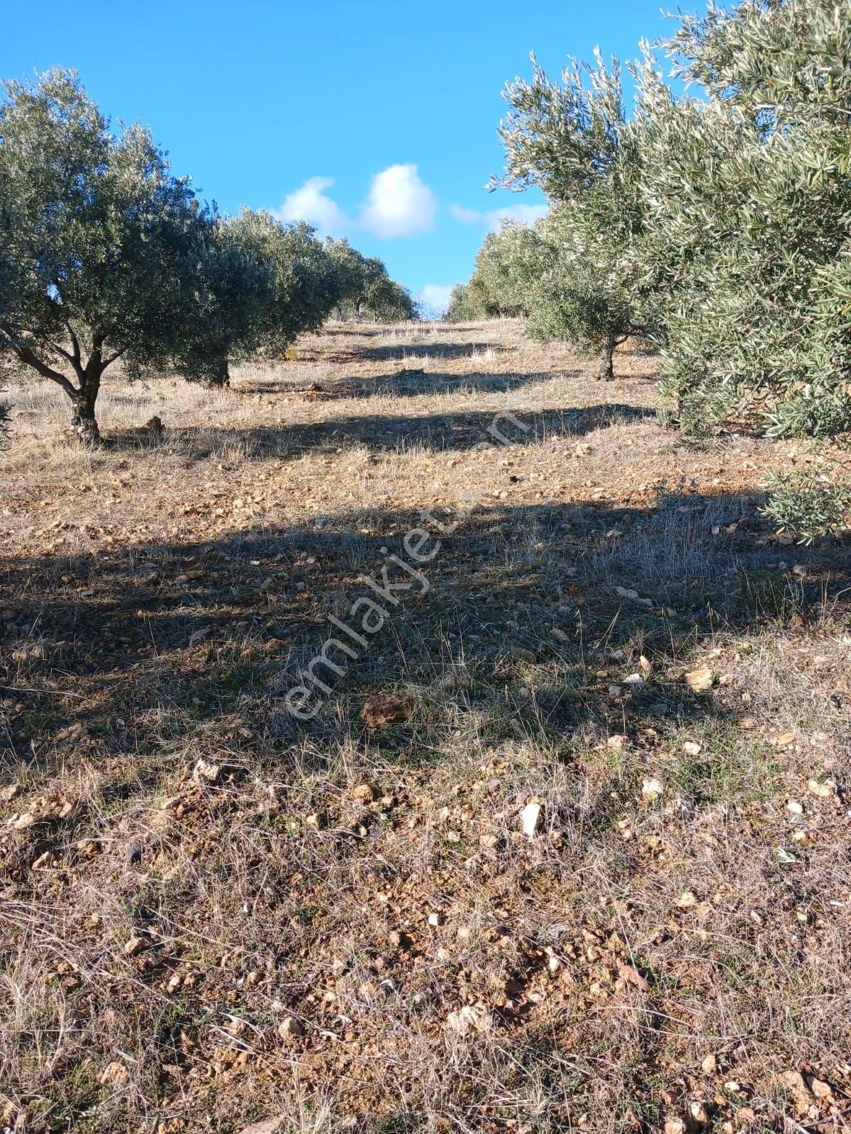 Aydın Karacasu Merkeze11km Satılık Zeytinlik 27dönüm Satılık - Görsel 10