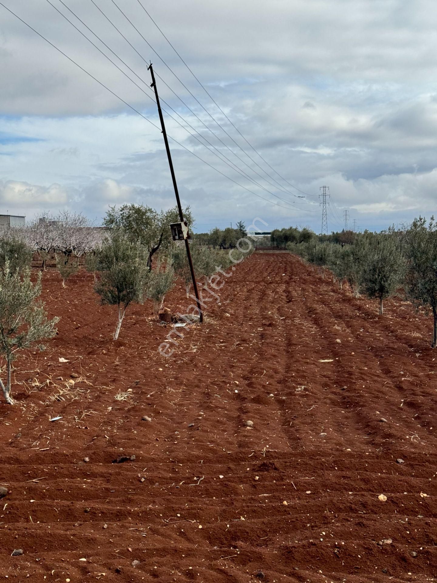 Babil Emlaktan Satlık Sanayi Dibi Çift Cephe Asfalt Üzeri Zeytin - Görsel 18