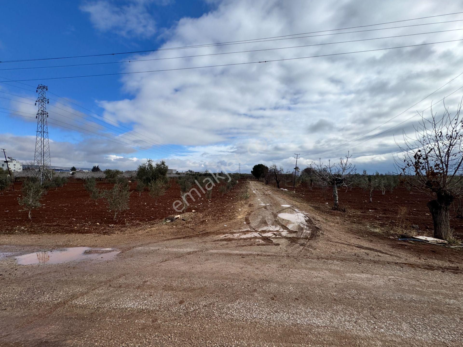 Babil Emlaktan Satlık Sanayi Dibi Çift Cephe Asfalt Üzeri Zeytin - Görsel 17