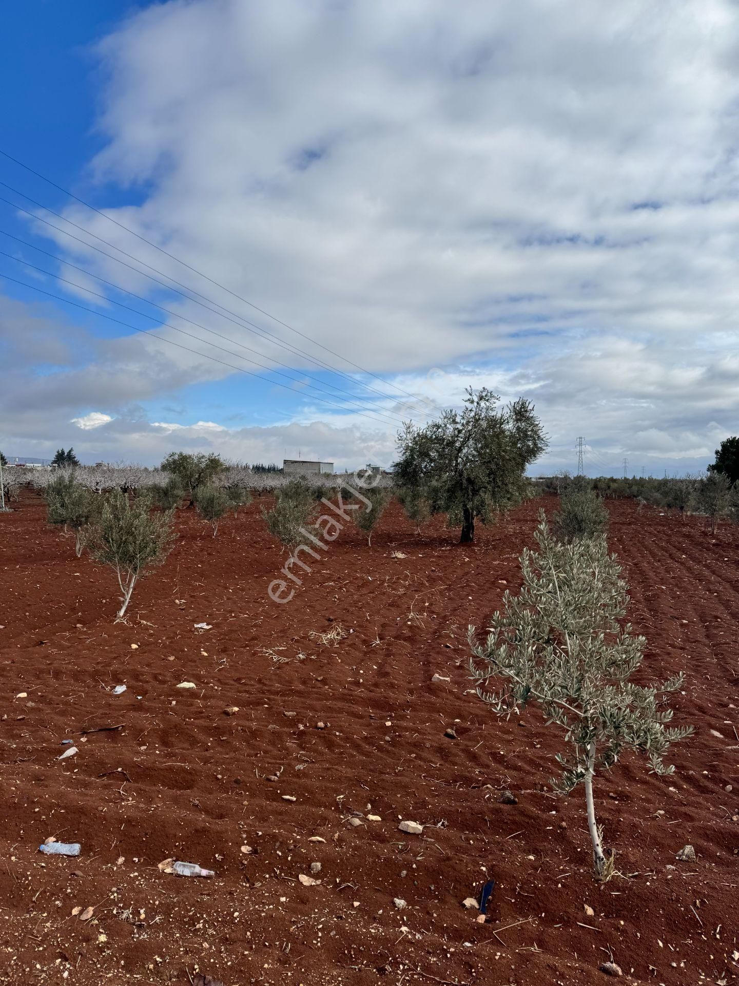 Babil Emlaktan Satlık Sanayi Dibi Çift Cephe Asfalt Üzeri Zeytin - Görsel 13