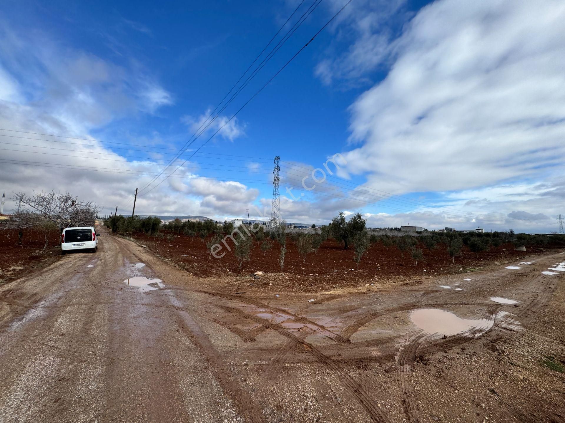 Babil Emlaktan Satlık Sanayi Dibi Çift Cephe Asfalt Üzeri Zeytin - Görsel 14
