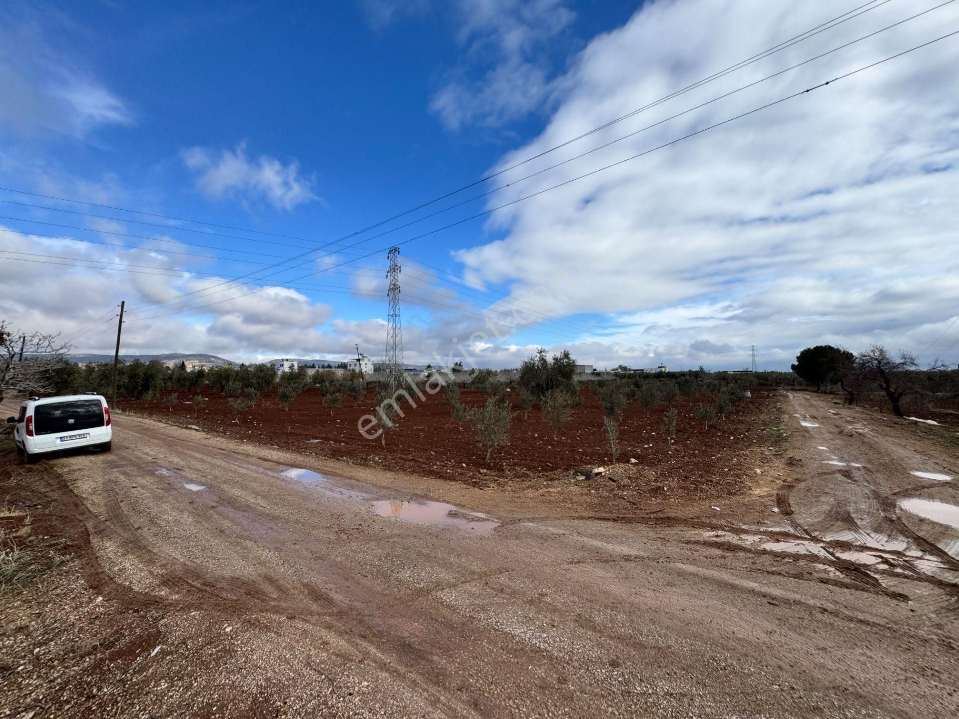 Babil Emlaktan Satlık Sanayi Dibi Çift Cephe Asfalt Üzeri Zeytin - Görsel 15
