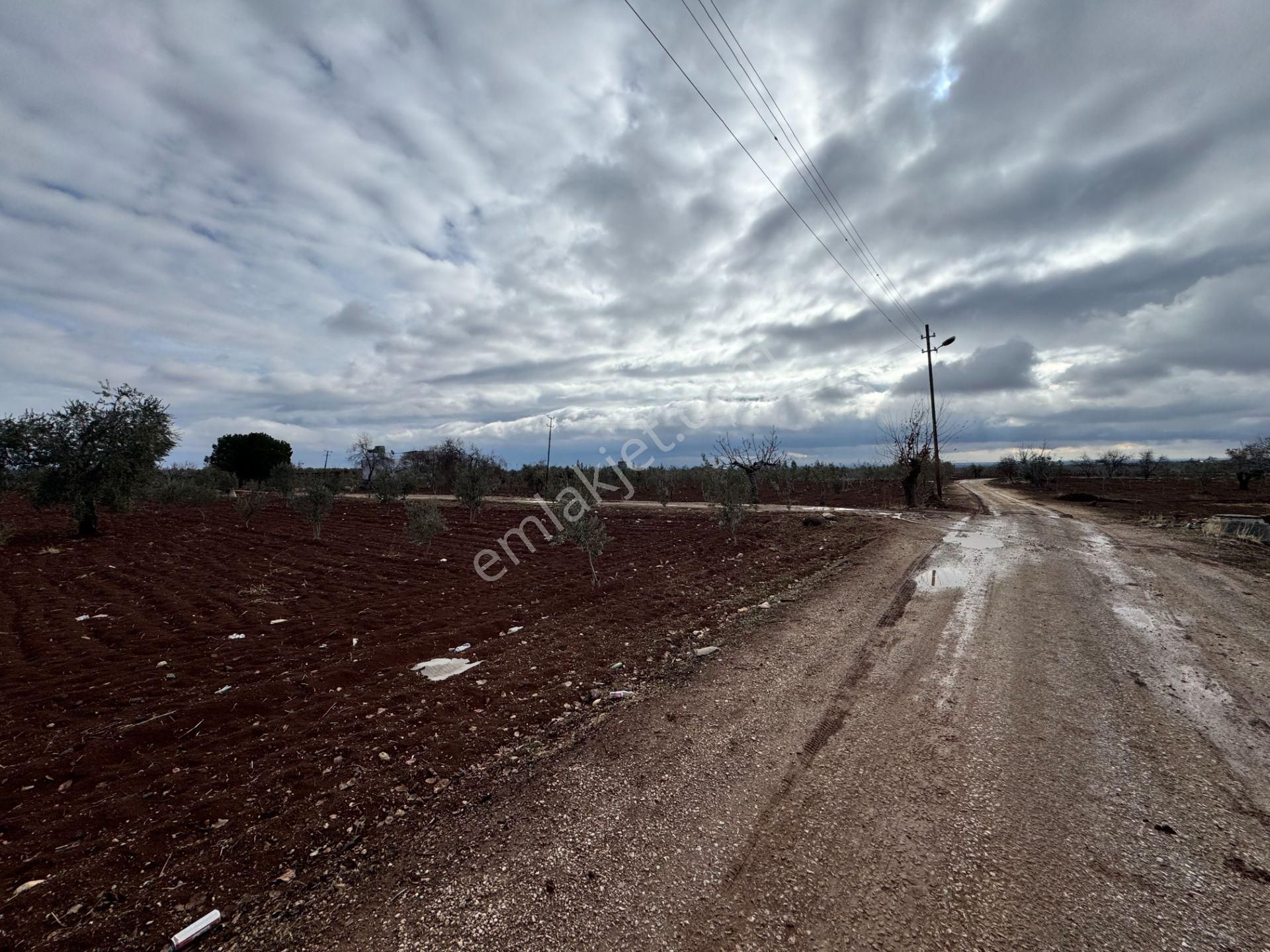 Babil Emlaktan Satlık Sanayi Dibi Çift Cephe Asfalt Üzeri Zeytin - Görsel 3