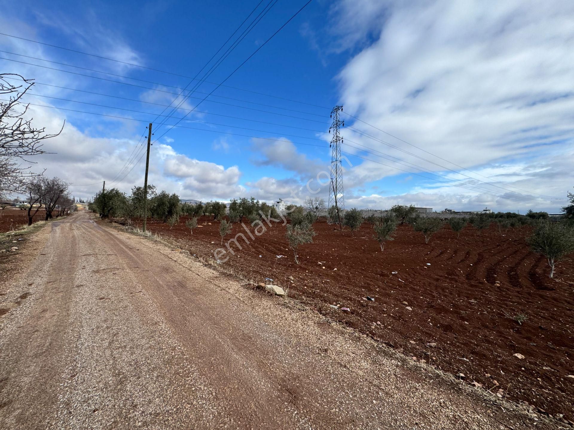 Babil Emlaktan Satlık Sanayi Dibi Çift Cephe Asfalt Üzeri Zeytin - Görsel 12