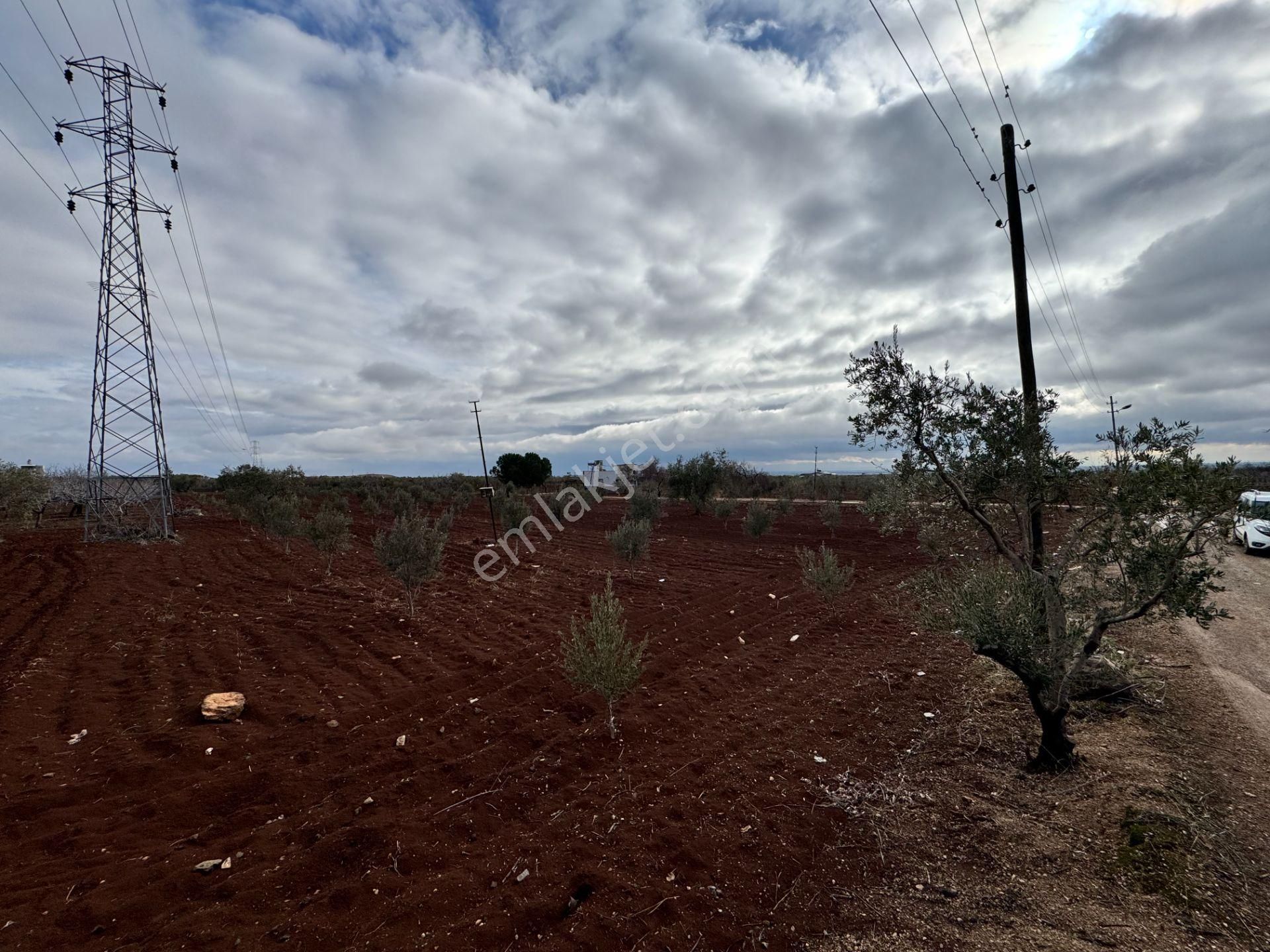 Babil Emlaktan Satlık Sanayi Dibi Çift Cephe Asfalt Üzeri Zeytin - Görsel 20