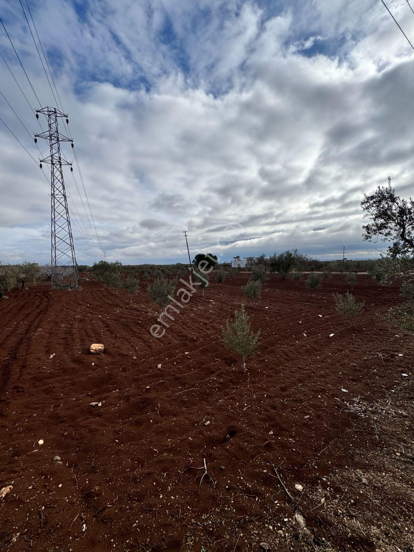 Babil Emlaktan Satlık Sanayi Dibi Çift Cephe Asfalt Üzeri Zeytin - Görsel 21