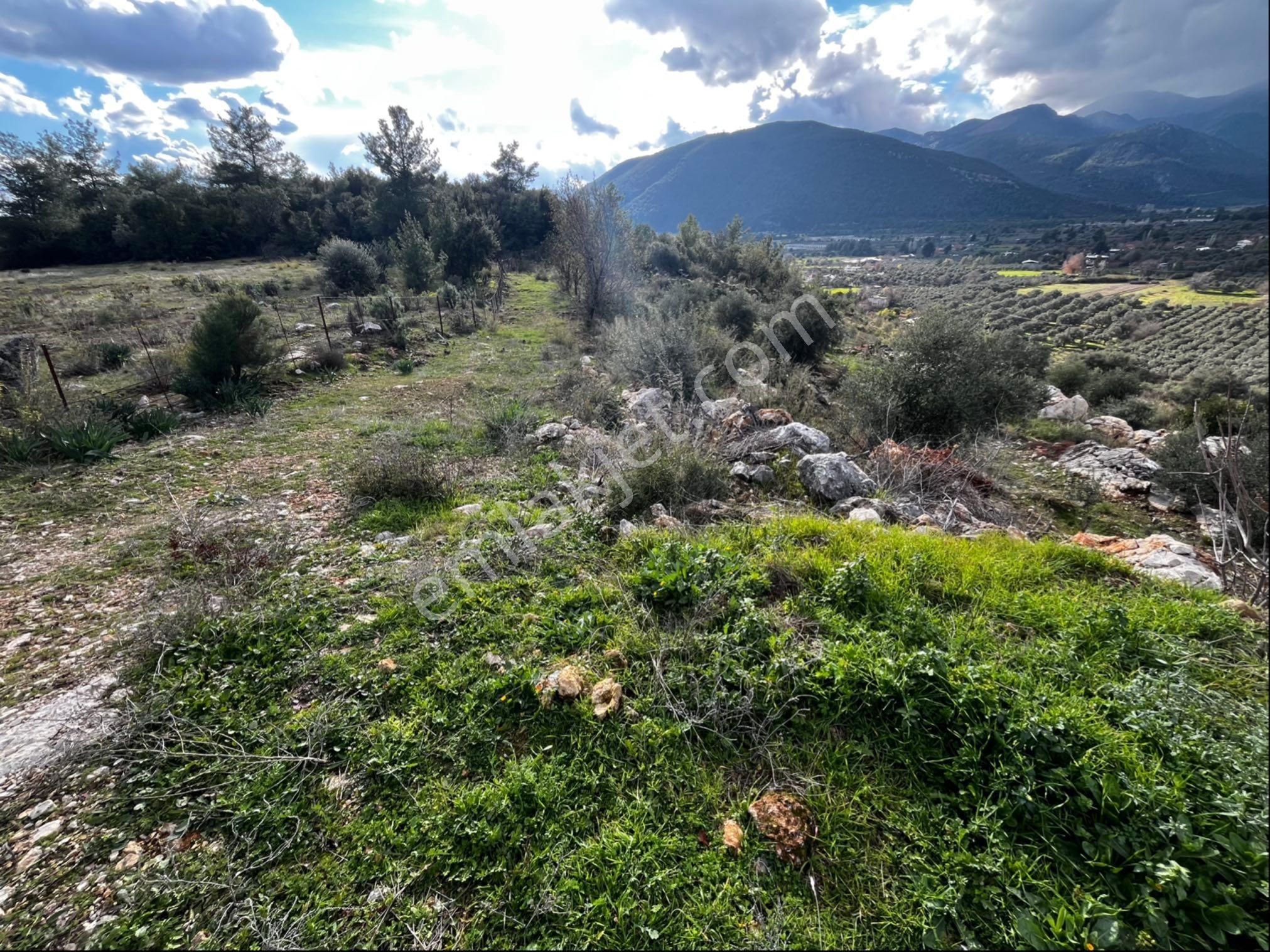 Muğla Seydikemer Paşalı Da Satlık 40 Dönüm Zeytinlik - Görsel 23