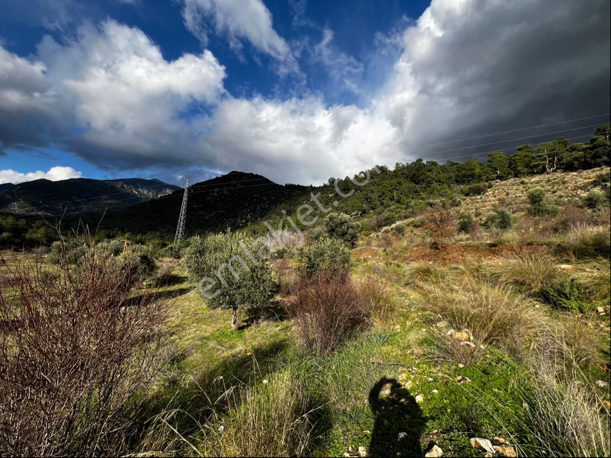 Muğla Seydikemer Paşalı Da Satlık 40 Dönüm Zeytinlik - Görsel 10