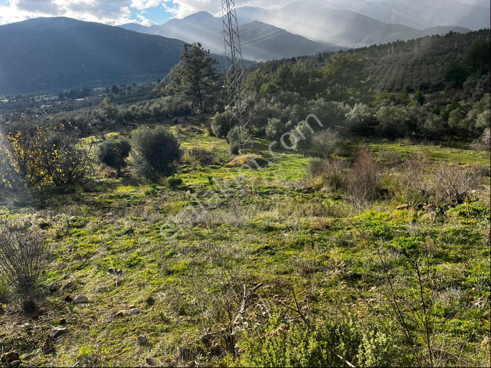 Muğla Seydikemer Paşalı Da Satlık 40 Dönüm Zeytinlik - Görsel 33