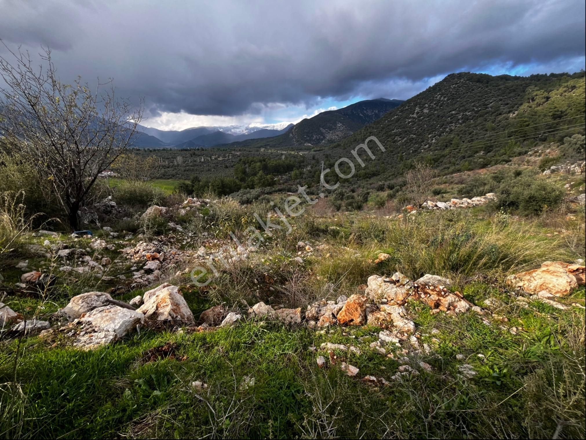 Muğla Seydikemer Paşalı Da Satlık 40 Dönüm Zeytinlik - Görsel 31