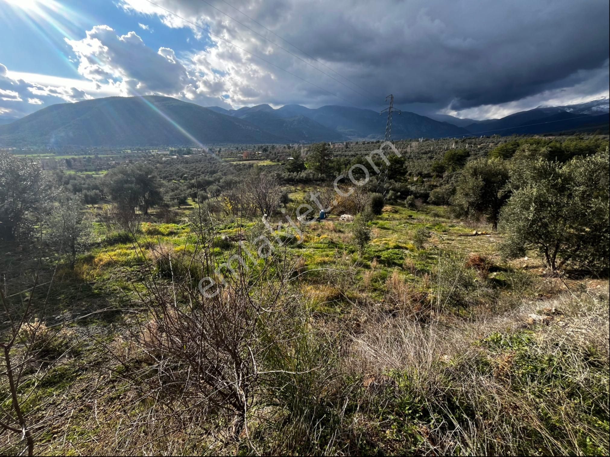 Muğla Seydikemer Paşalı Da Satlık 40 Dönüm Zeytinlik - Görsel 19