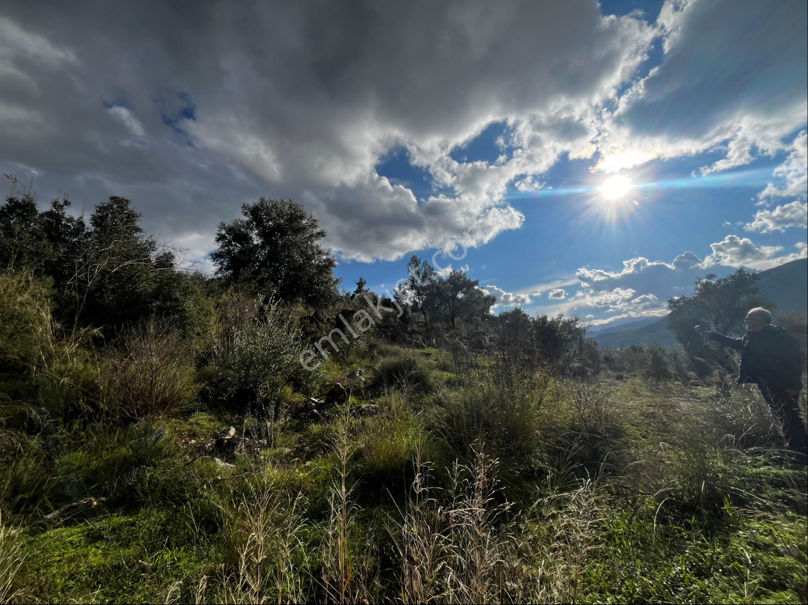 Muğla Seydikemer Paşalı Da Satlık 40 Dönüm Zeytinlik - Görsel 15