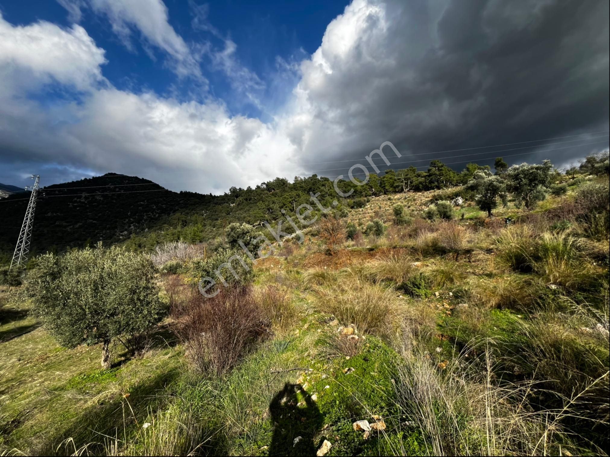 Muğla Seydikemer Paşalı Da Satlık 40 Dönüm Zeytinlik - Görsel 14