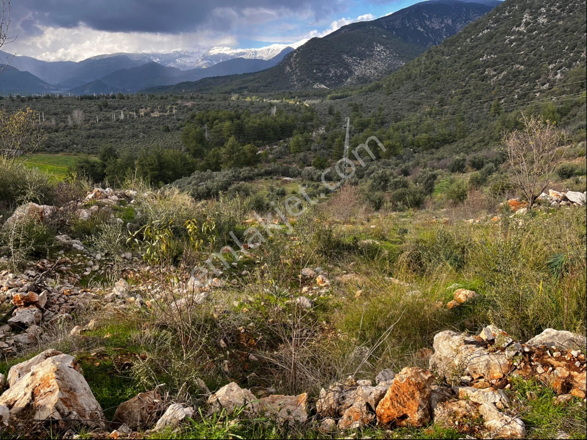 Muğla Seydikemer Paşalı Da Satlık 40 Dönüm Zeytinlik - Görsel 28