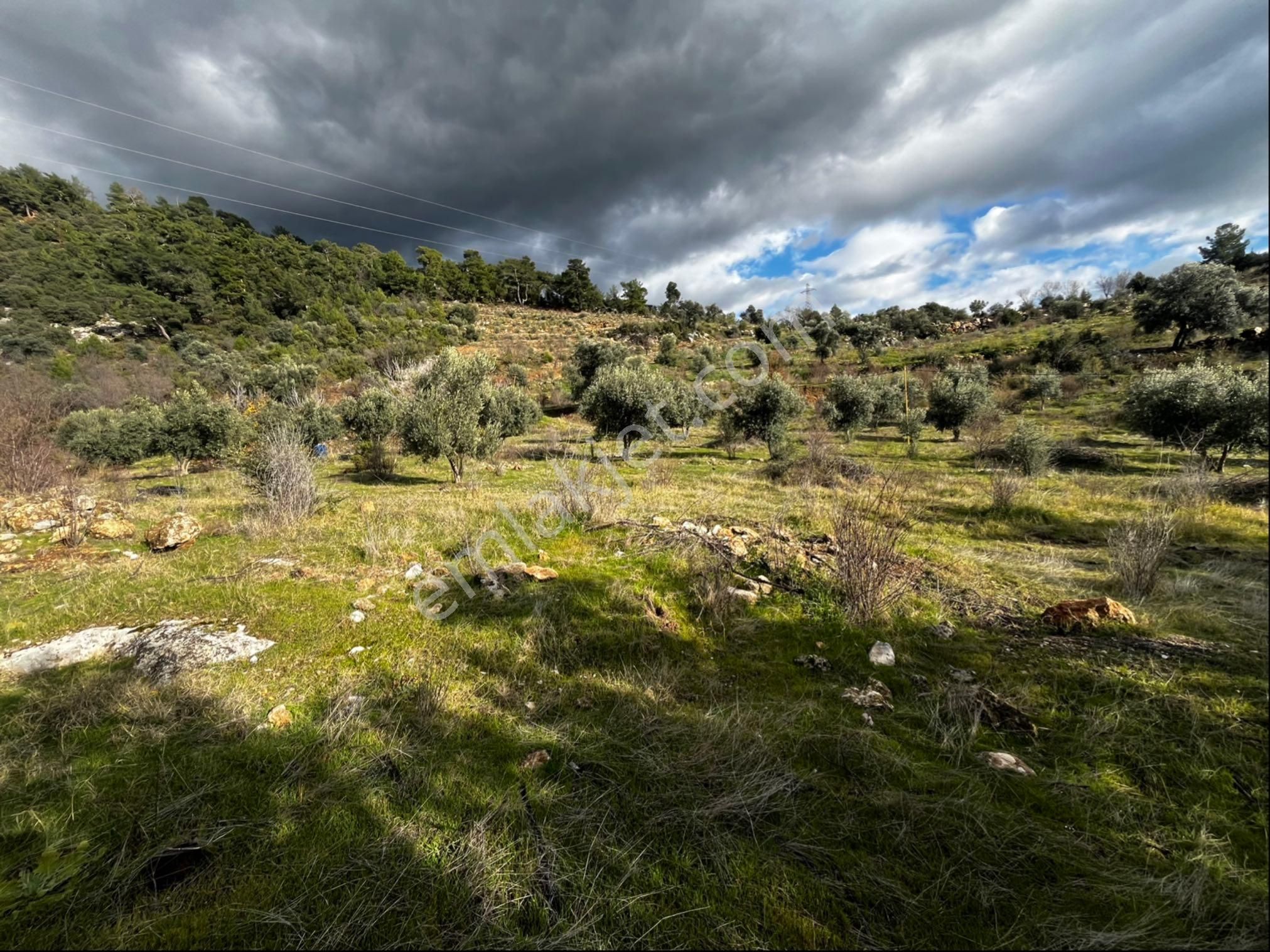 Muğla Seydikemer Paşalı Da Satlık 40 Dönüm Zeytinlik - Görsel 9
