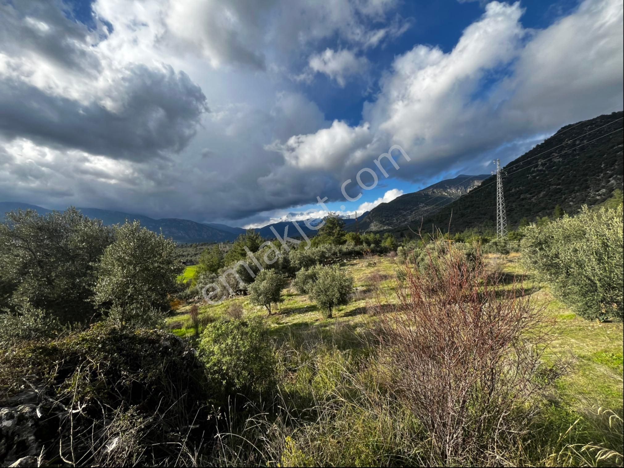 Muğla Seydikemer Paşalı Da Satlık 40 Dönüm Zeytinlik - Görsel 13