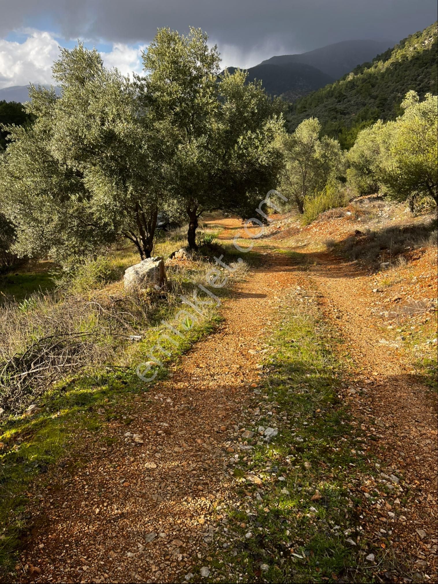 Muğla Seydikemer Paşalı Da Satlık 40 Dönüm Zeytinlik - Görsel 2