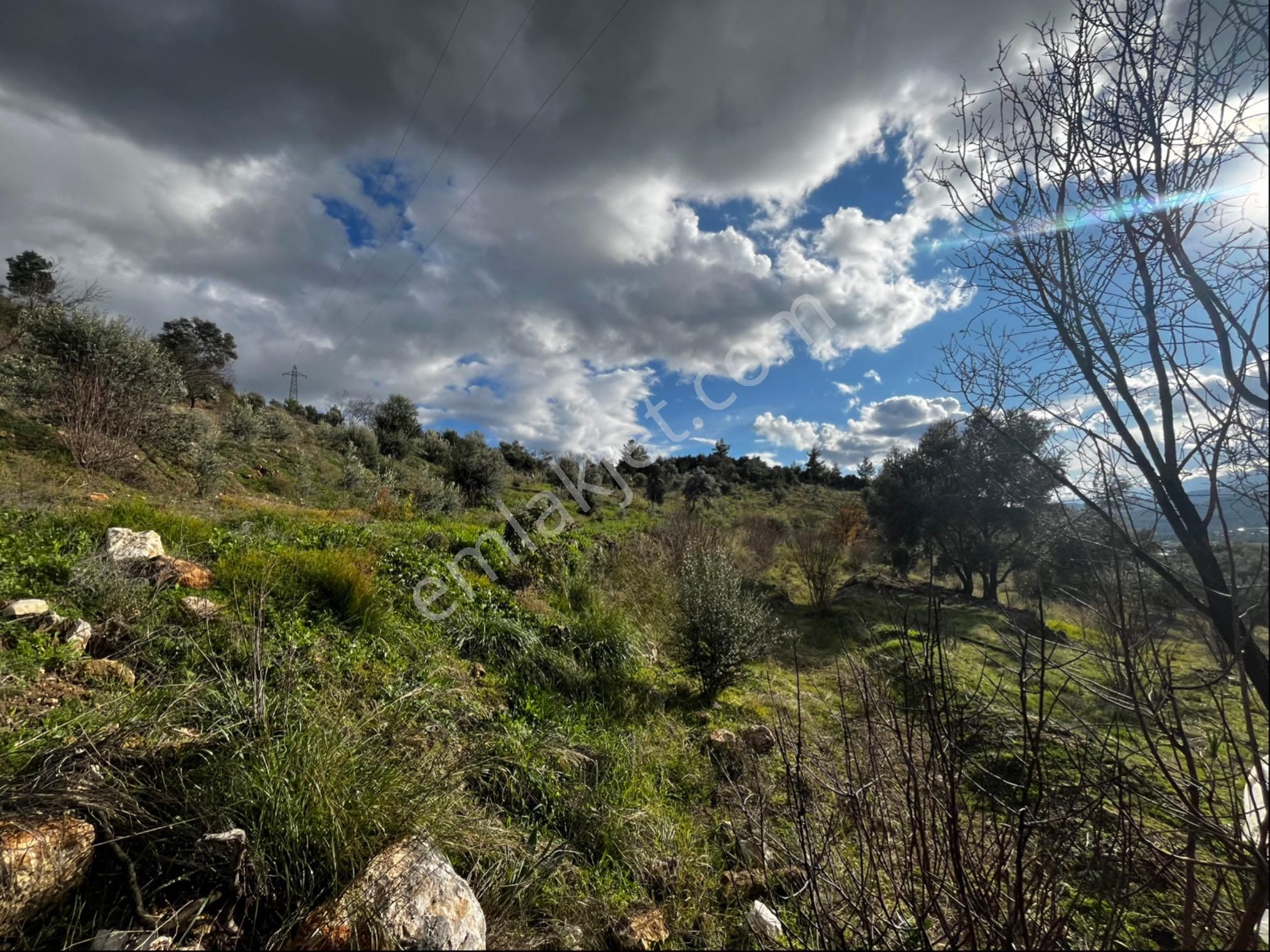 Muğla Seydikemer Paşalı Da Satlık 40 Dönüm Zeytinlik - Görsel 17