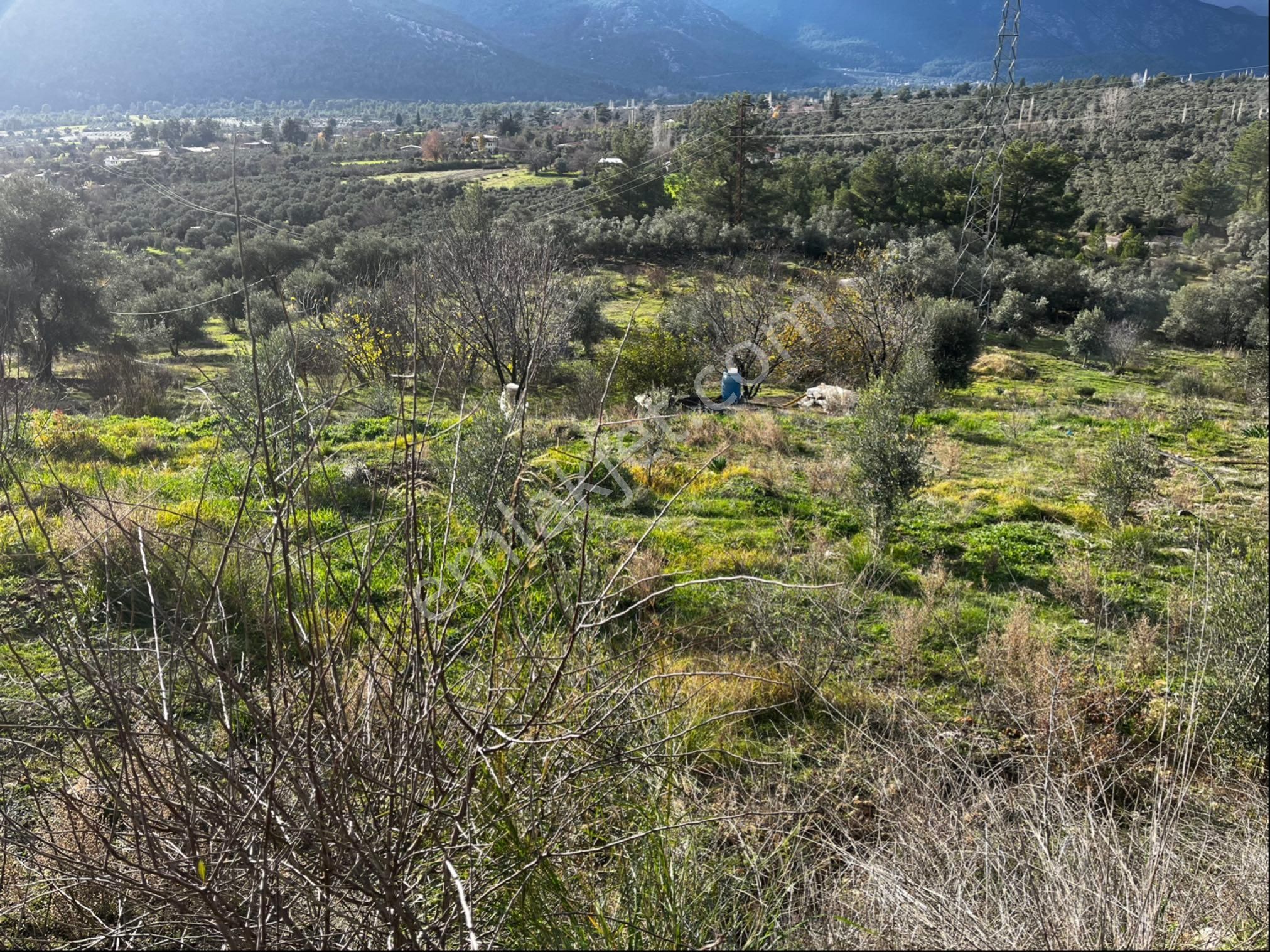 Muğla Seydikemer Paşalı Da Satlık 40 Dönüm Zeytinlik - Görsel 22