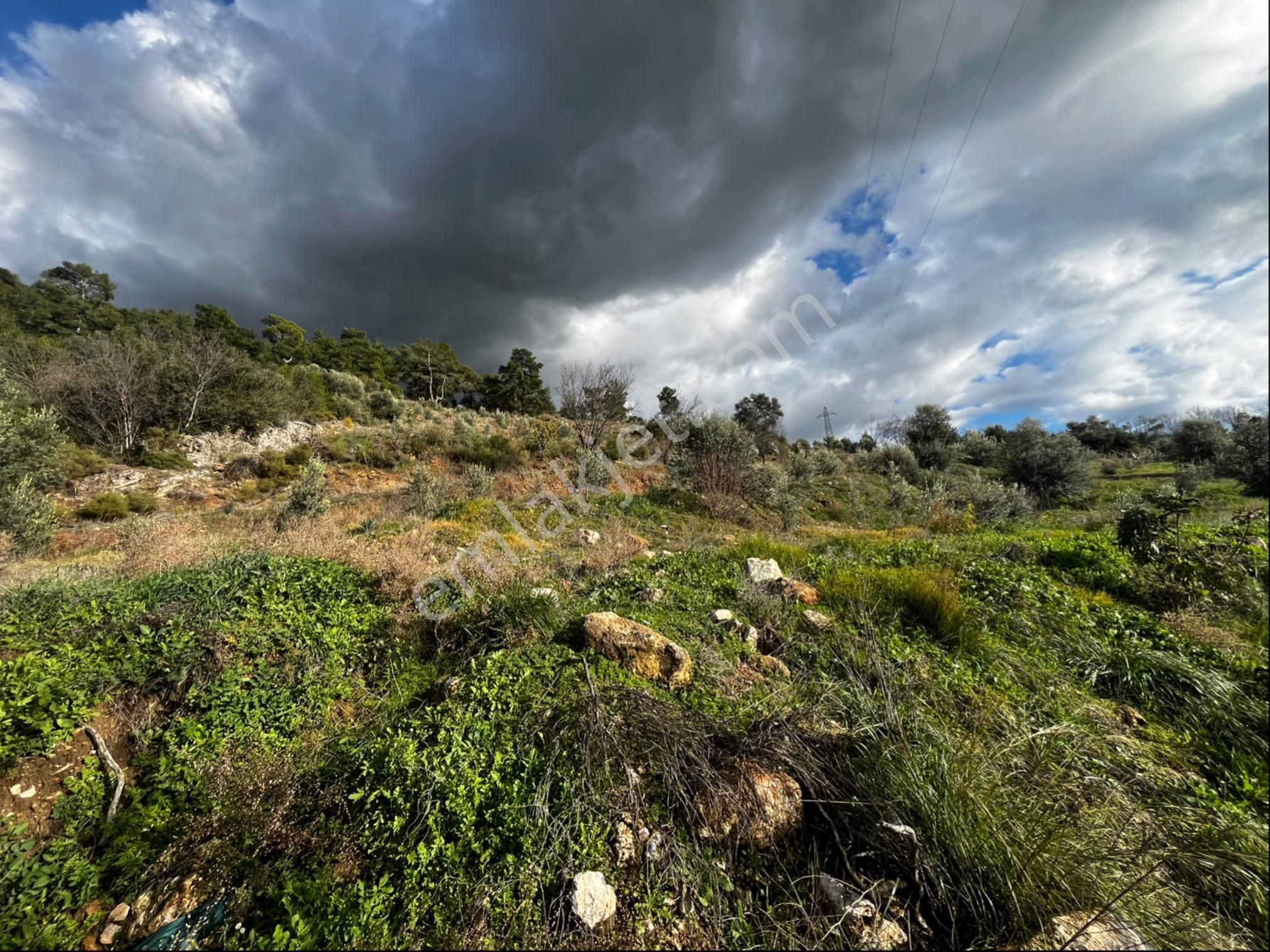 Muğla Seydikemer Paşalı Da Satlık 40 Dönüm Zeytinlik - Görsel 18