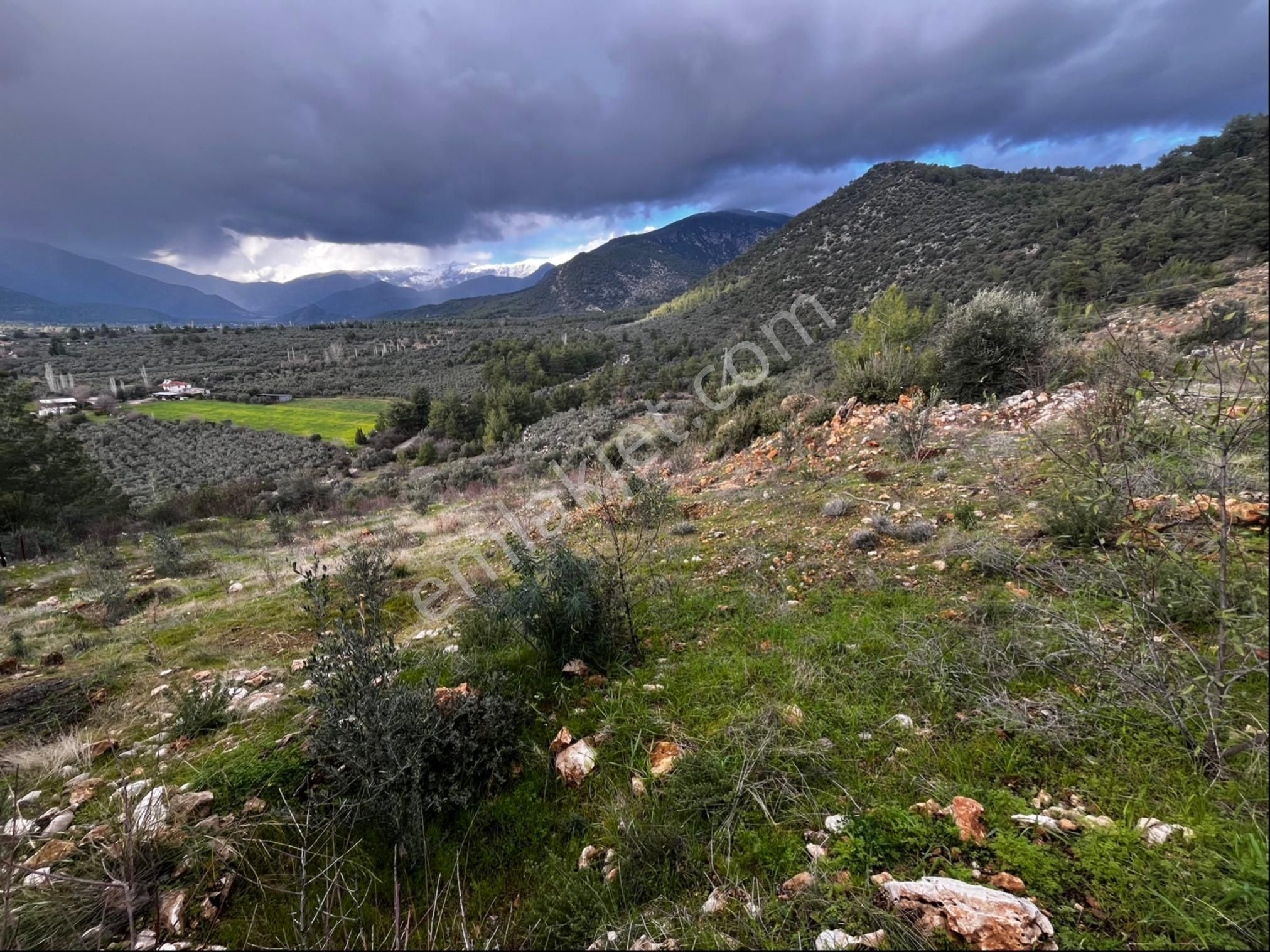 Muğla Seydikemer Paşalı Da Satlık 40 Dönüm Zeytinlik - Görsel 29