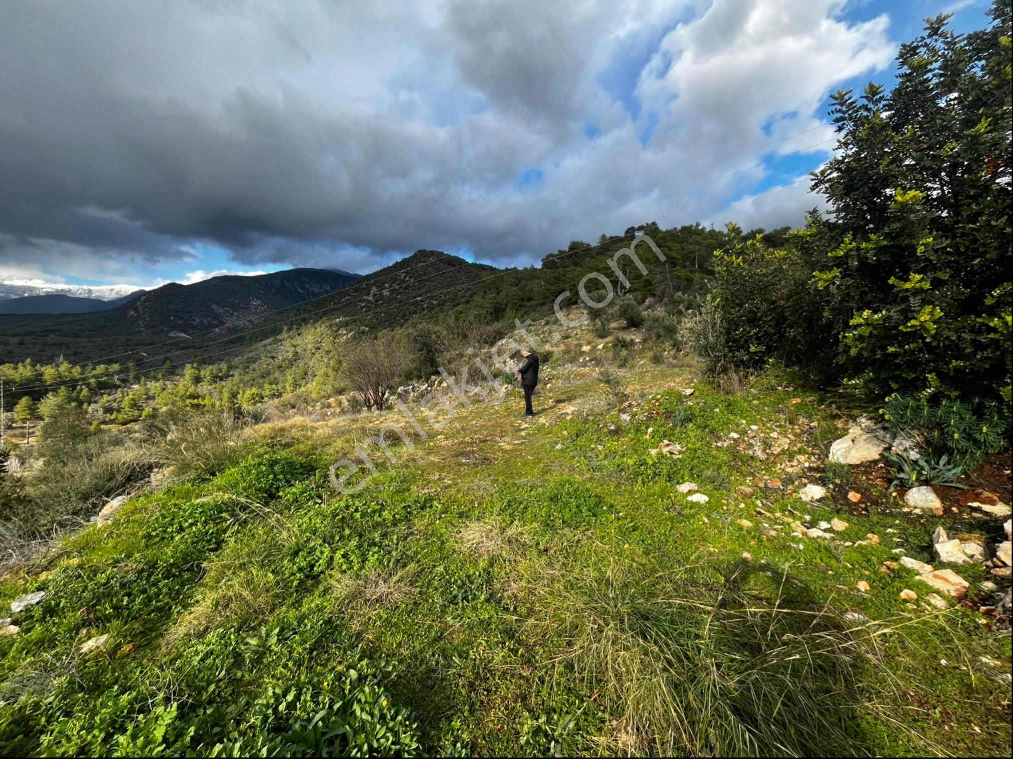 Muğla Seydikemer Paşalı Da Satlık 40 Dönüm Zeytinlik - Görsel 26