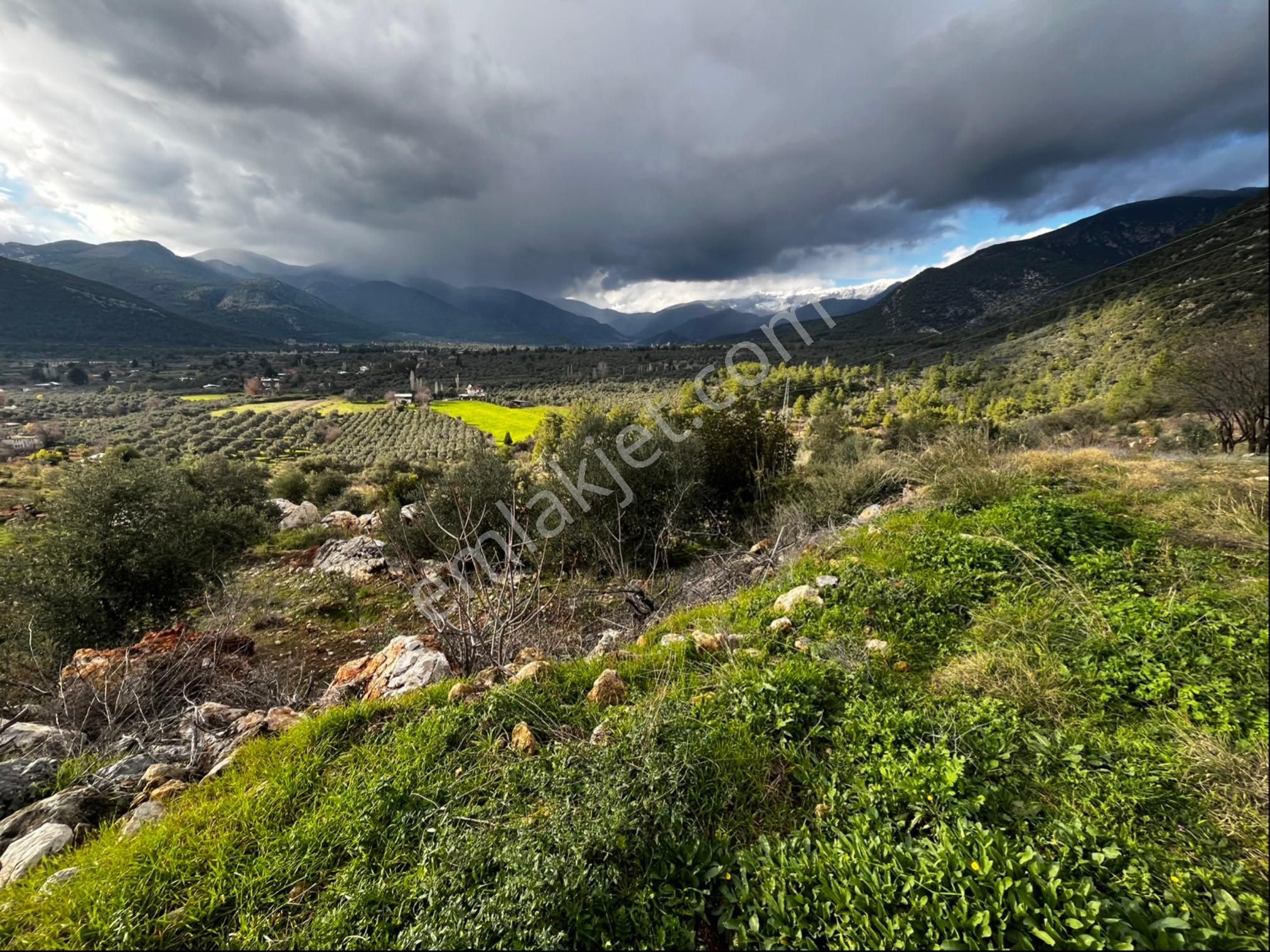 Muğla Seydikemer Paşalı Da Satlık 40 Dönüm Zeytinlik - Görsel 25