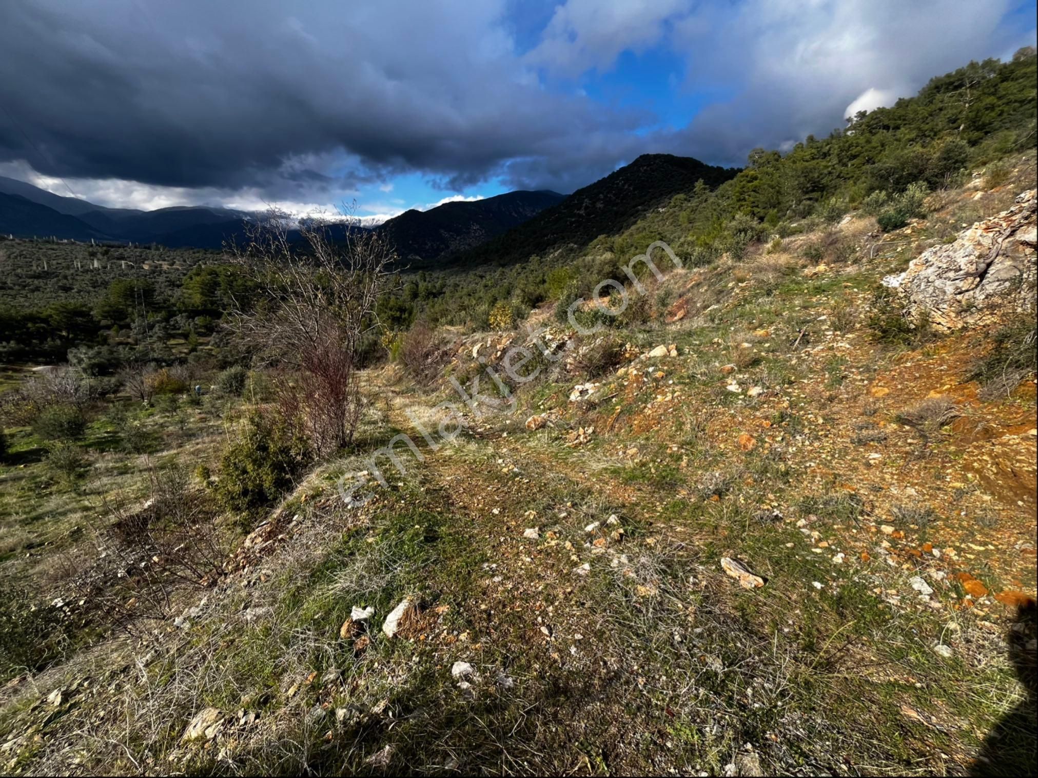 Muğla Seydikemer Paşalı Da Satlık 40 Dönüm Zeytinlik - Görsel 20