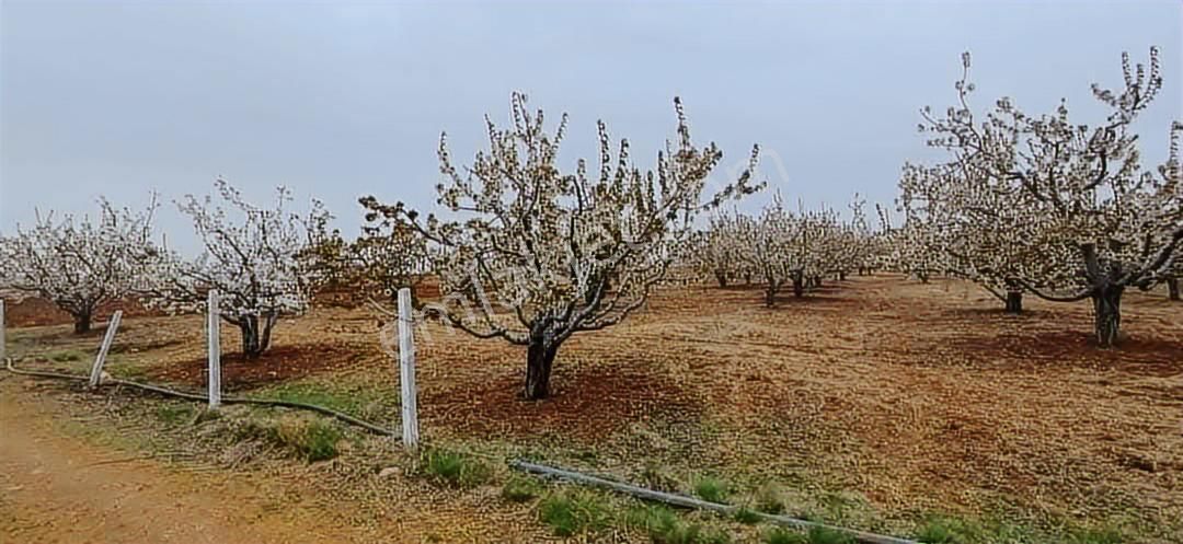 Emlakyap Tan Derbent Saraypınar Da Satılık Kiraz Bahçesi Ve Arsa - Görsel 6