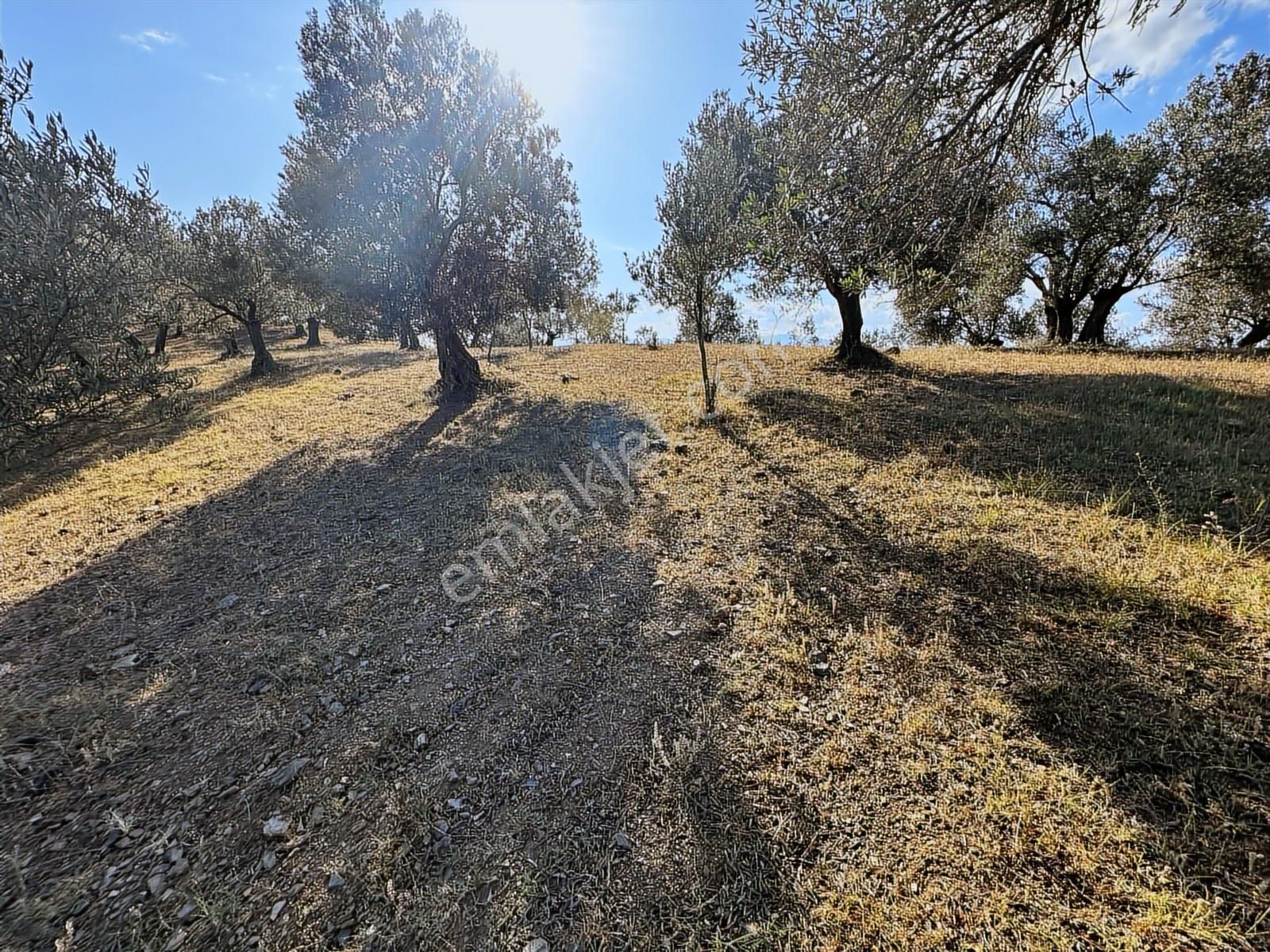 Balıkesir Havranda Satılık Zeytinlik - Görsel 8