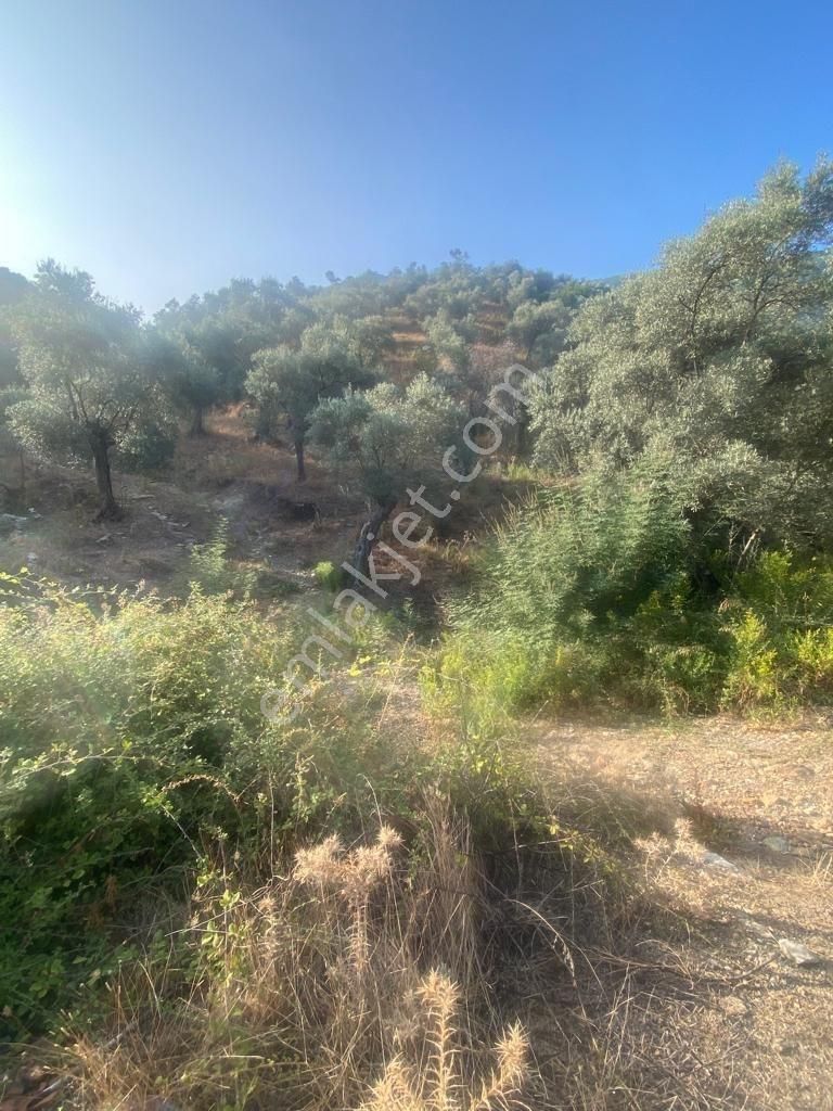 Balıkesir Havran Kalabak Köyünde Satılık Zeytinlik 4910 M² - Görsel 9