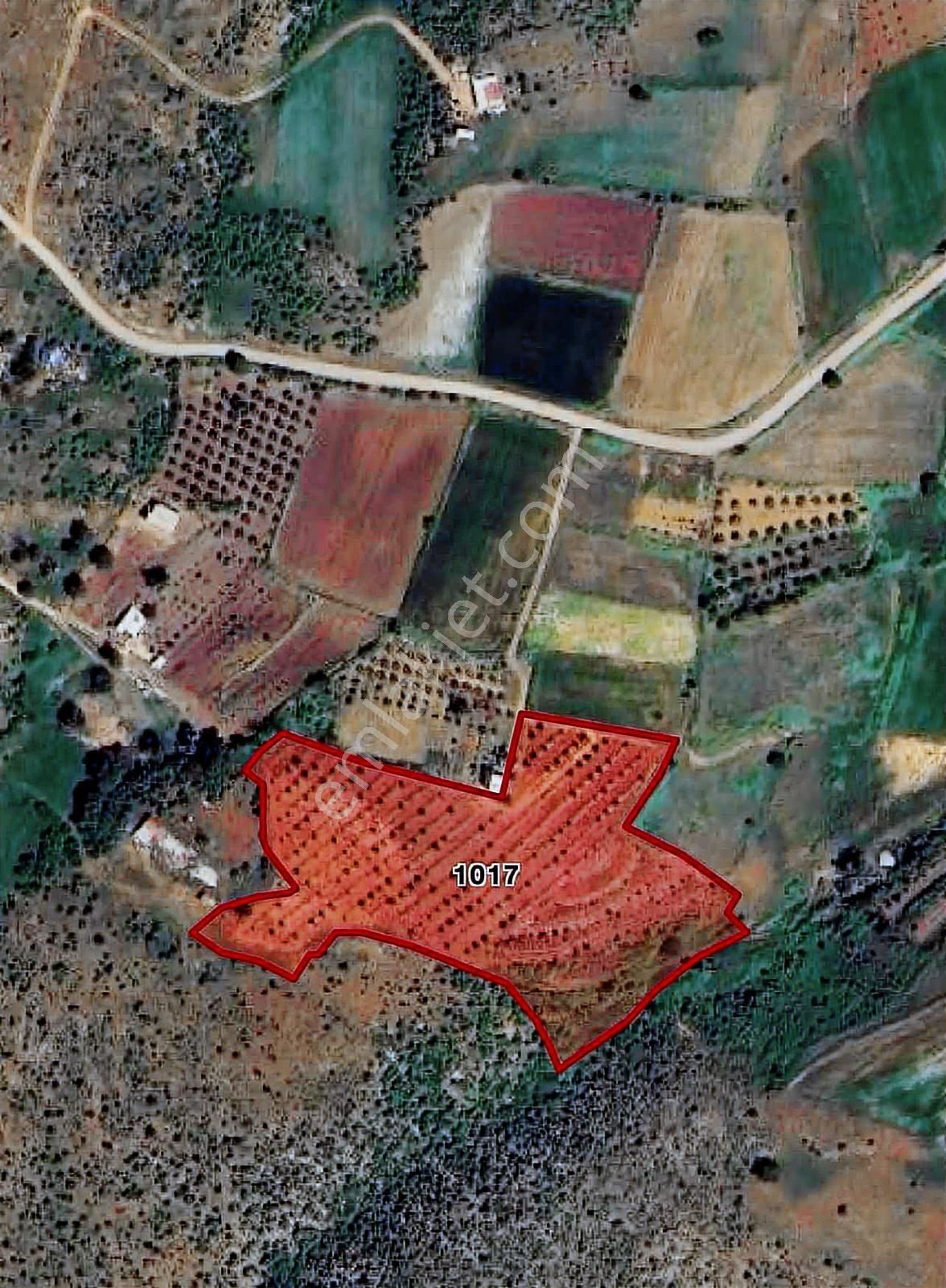 17.200m2 Göl Manzaralı Telçit İle Çevrili Ceviz Bahçesi