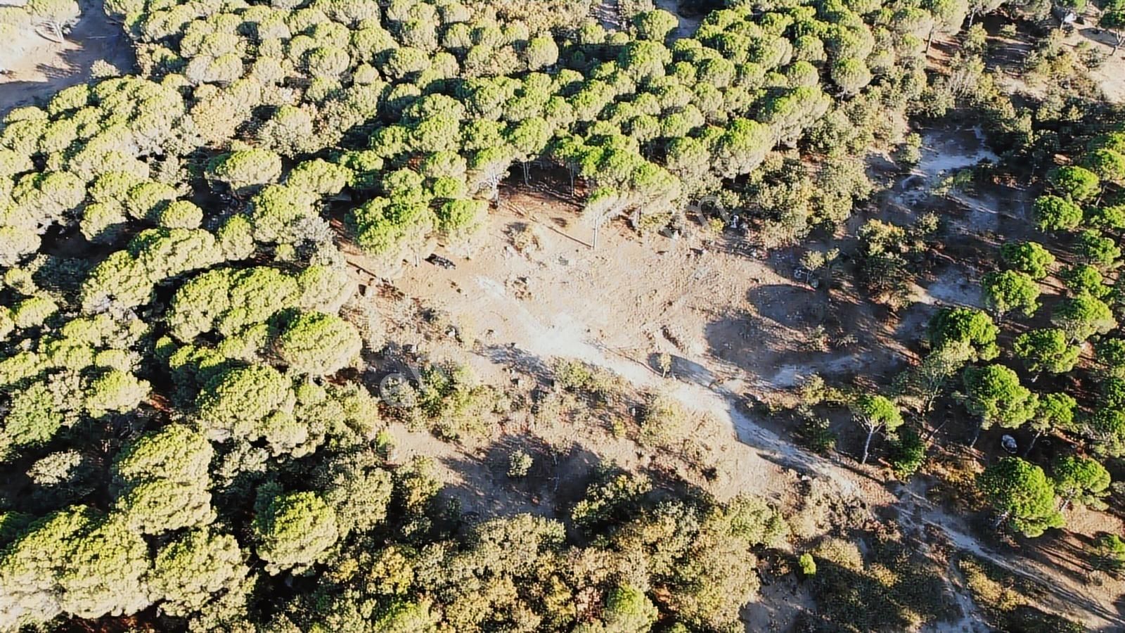 Pinus Gayrimenkul'den///doğayla İç İçe 12.617 M² Satılık Tarla - Görsel 6