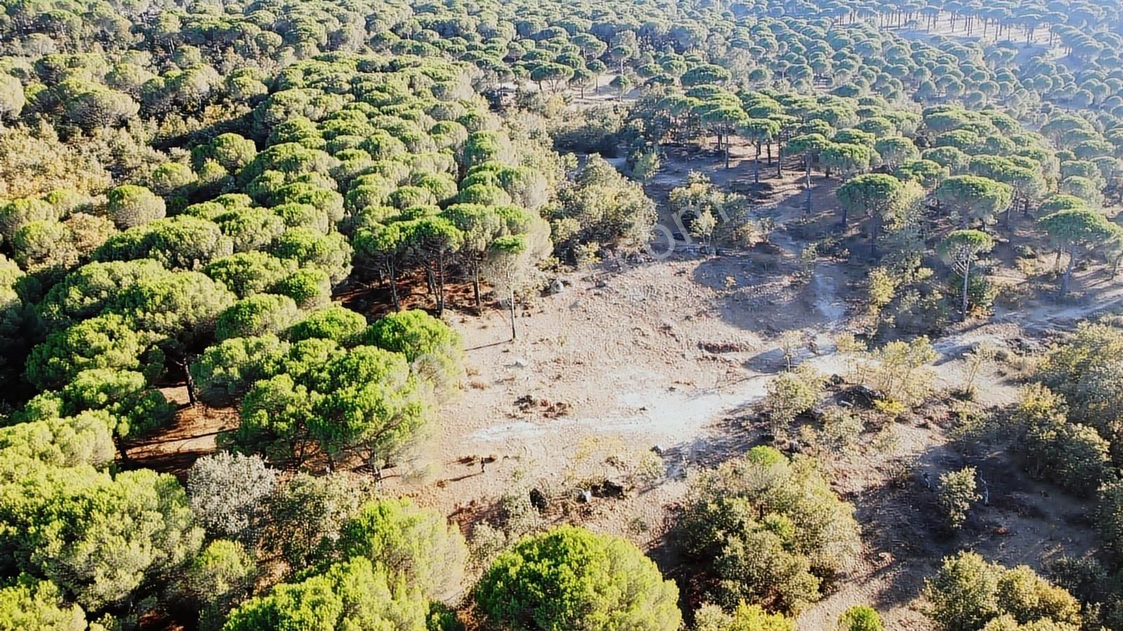 Pinus Gayrimenkul'den///doğayla İç İçe 12.617 M² Satılık Tarla - Görsel 2