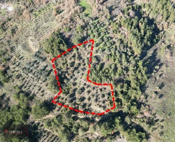 Emlak Ofisinden Satılık 3.0702m² Zeytinlik