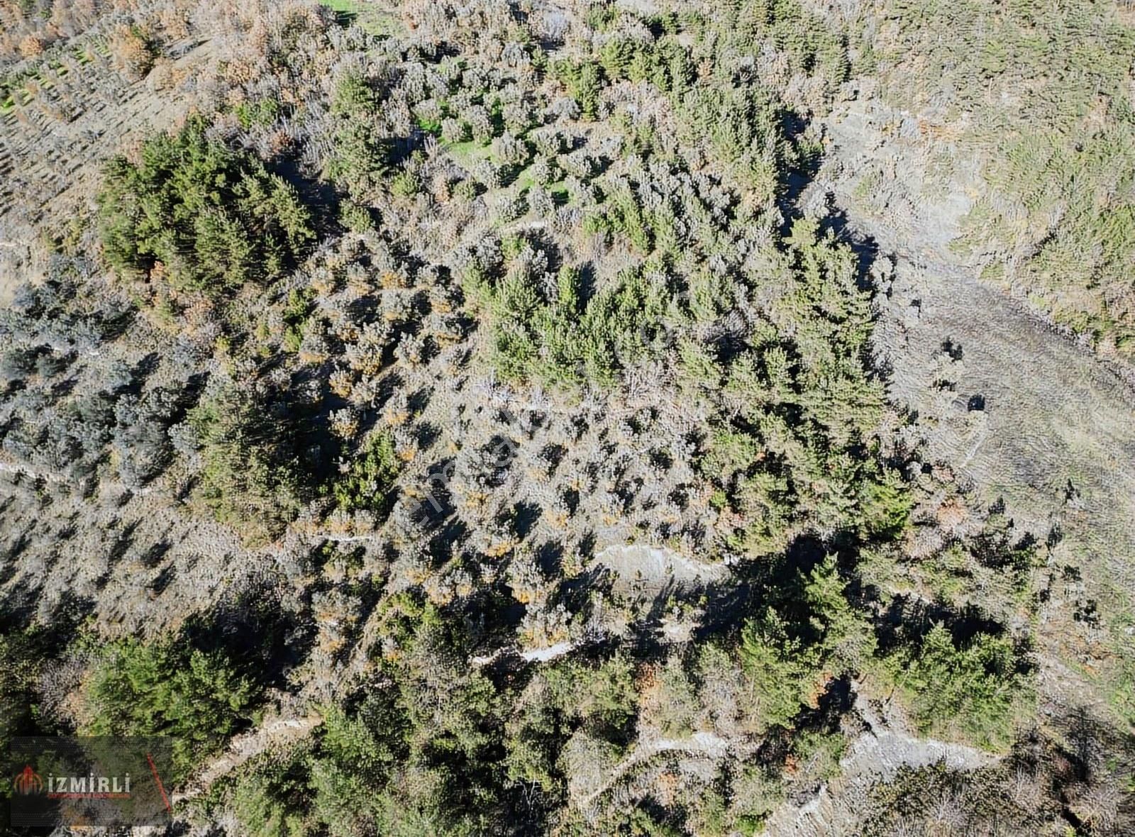 Emlak Ofisinden Satılık 3.0702m² Zeytinlik - Görsel 21