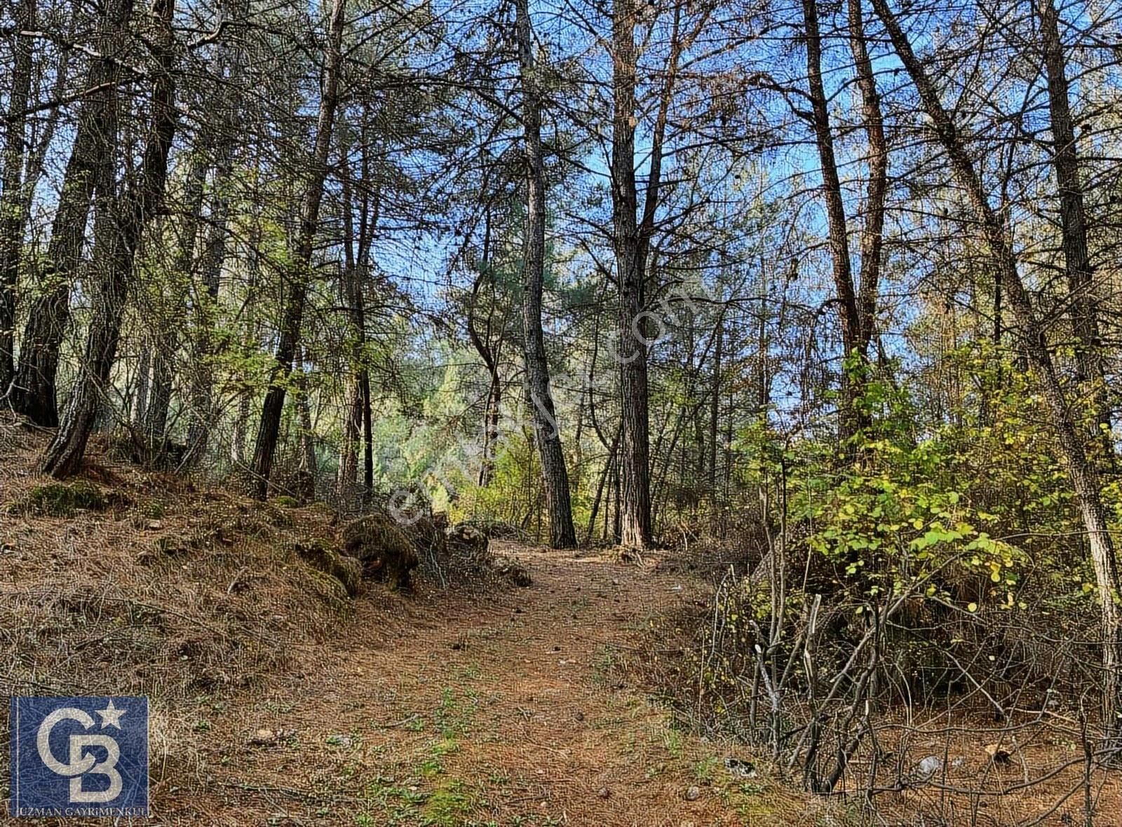 Muğla Menteşe Yenicede Kadastral Yola Tam Temaslı Çam Korusu